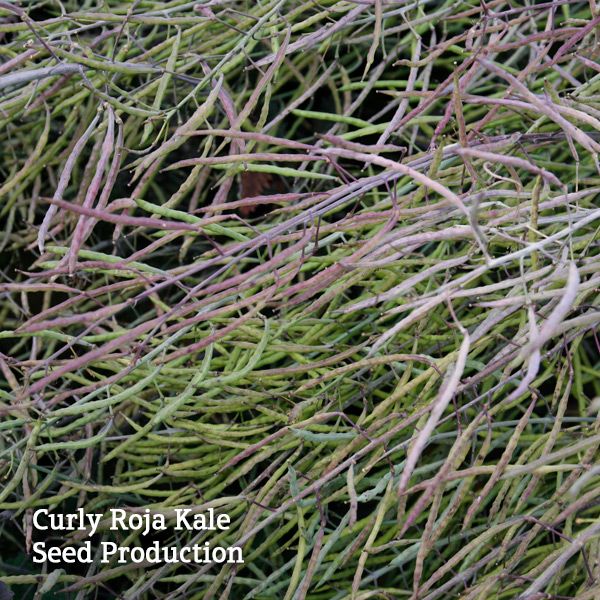 Curly Roja Kale - Image 4