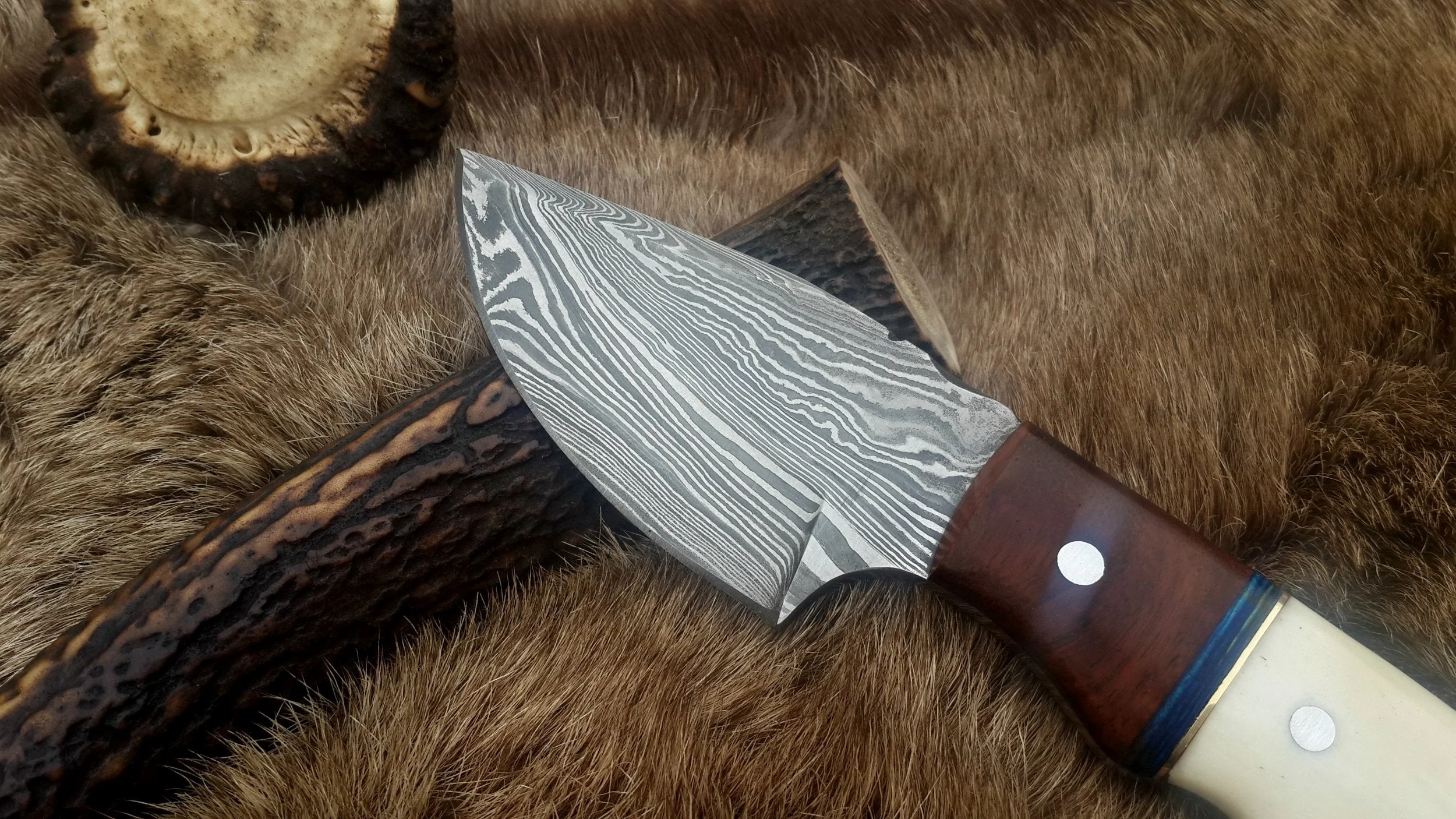 Damascus Steel Drop Point Skinning Knife with Bone and Rosewood Handle – 7 Inch Overall Length - Image 2