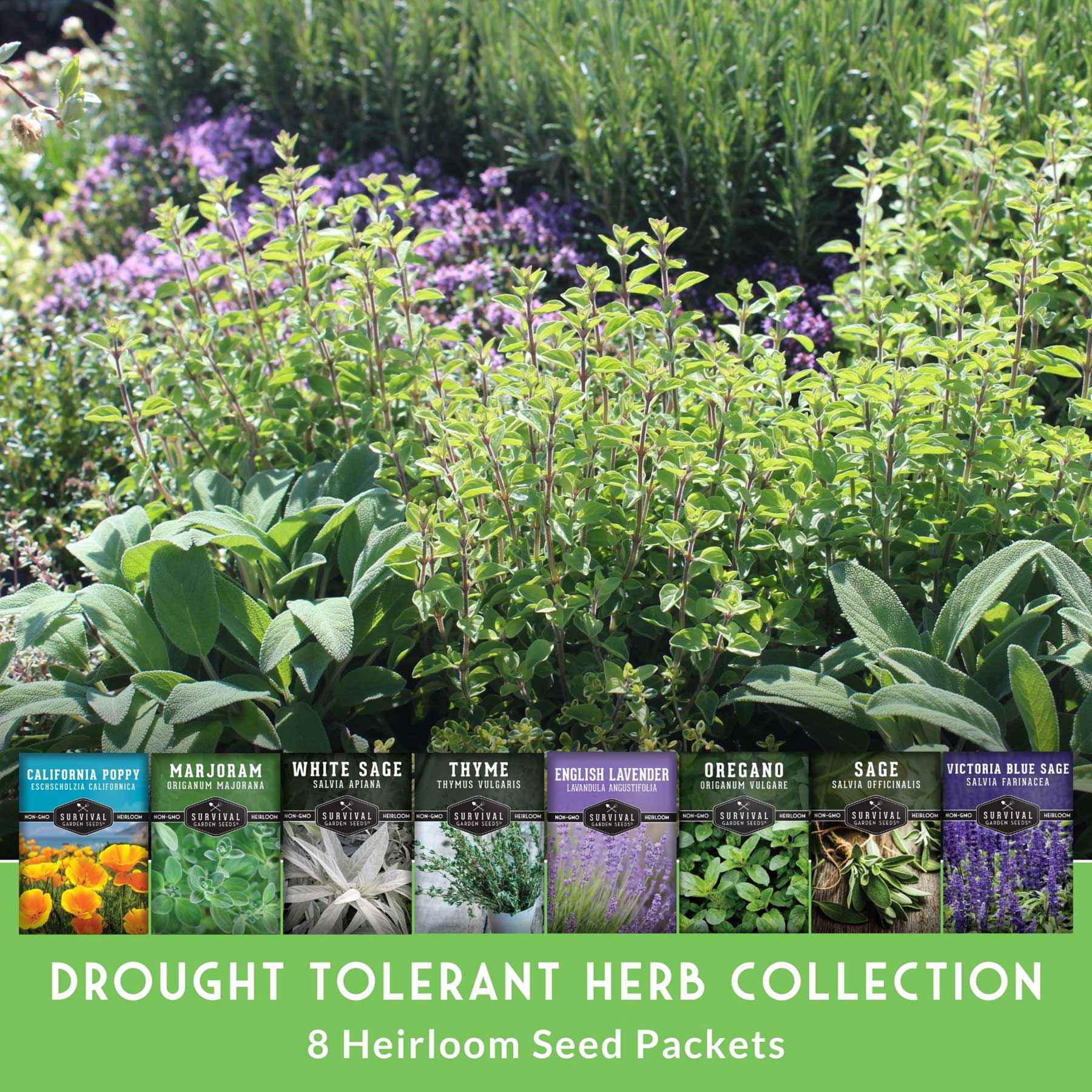 Drought-Tolerant Herb & Flower Seed Kit – 8 Full-Sun, Xeriscape-Friendly Varieties for Low-Water Gardens - Image 3