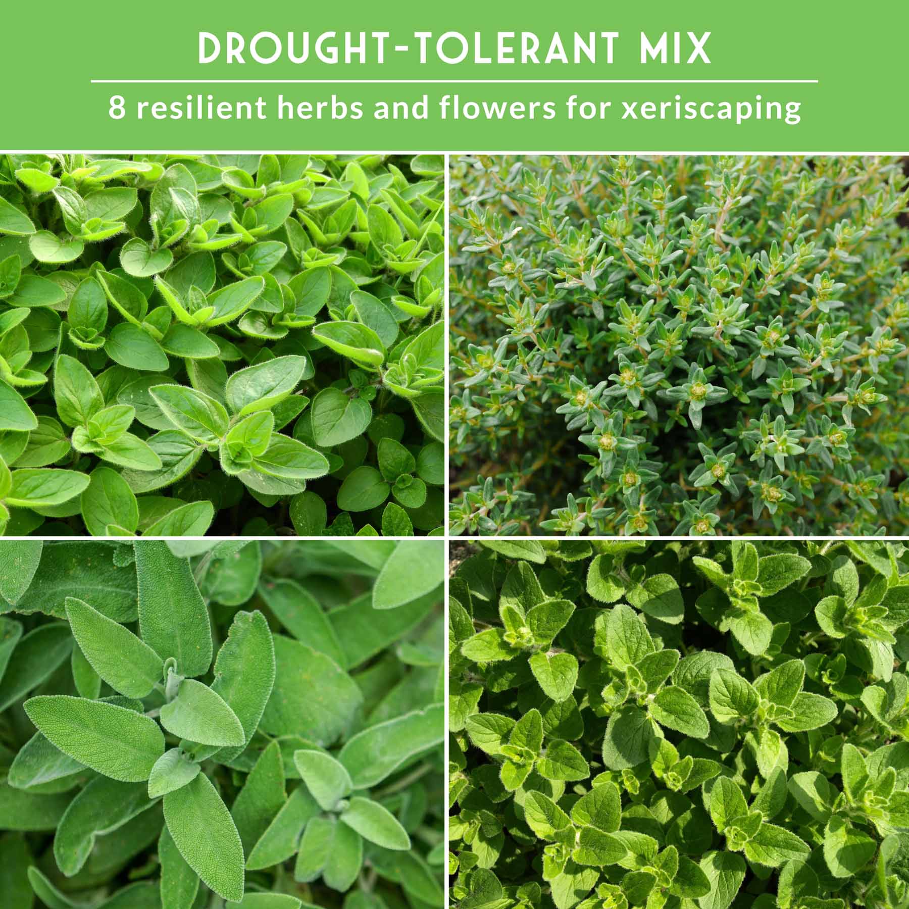 Drought-Tolerant Herb & Flower Seed Kit – 8 Full-Sun, Xeriscape-Friendly Varieties for Low-Water Gardens - Image 4