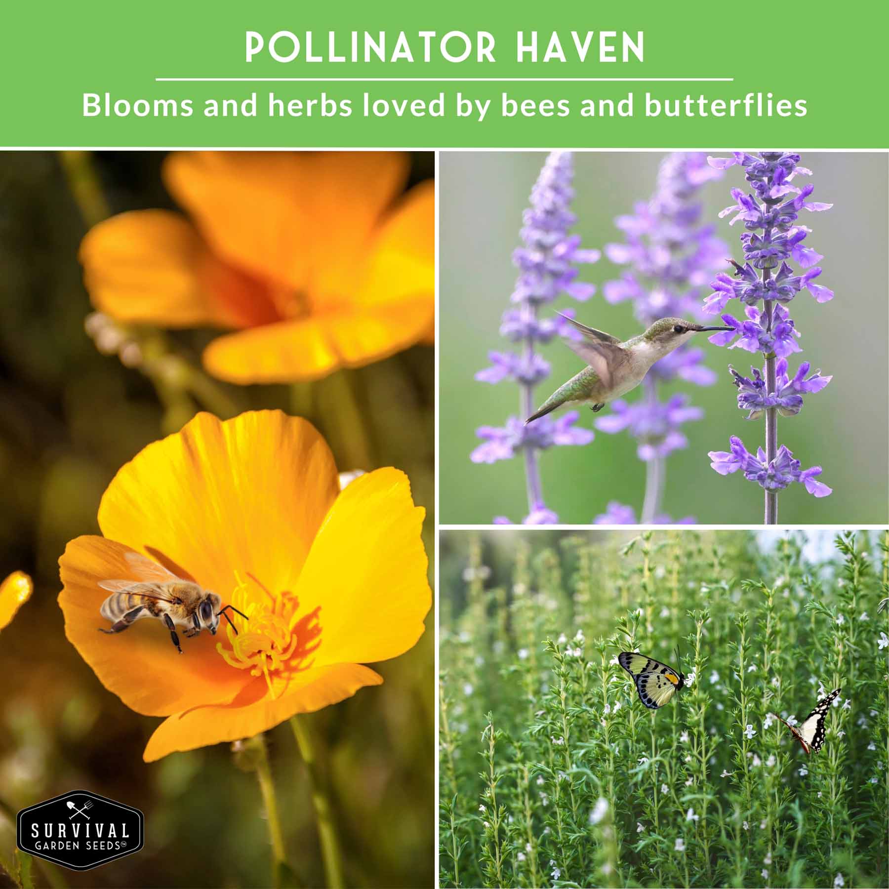 Drought-Tolerant Herb & Flower Seed Kit – 8 Full-Sun, Xeriscape-Friendly Varieties for Low-Water Gardens - Image 5