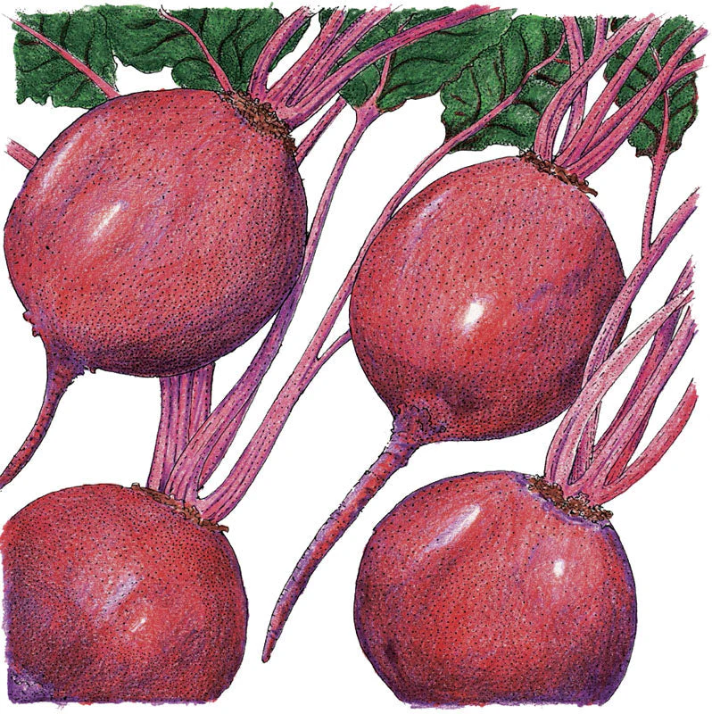Early Wonder Tall Beet Seeds (Organic) - Image 3