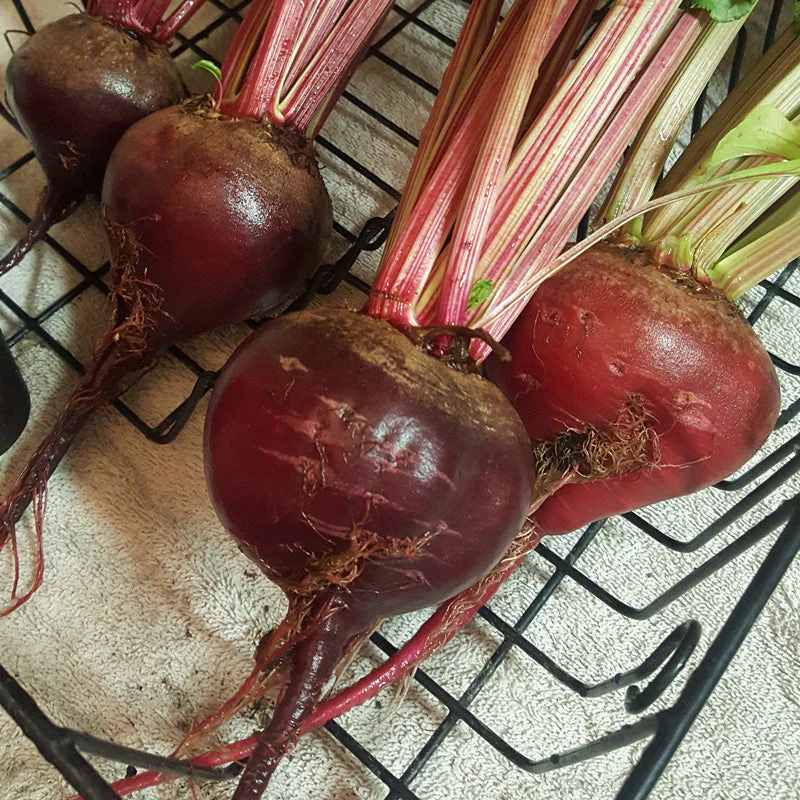 Early Wonder Tall Beet Seeds (Organic) - Image 4