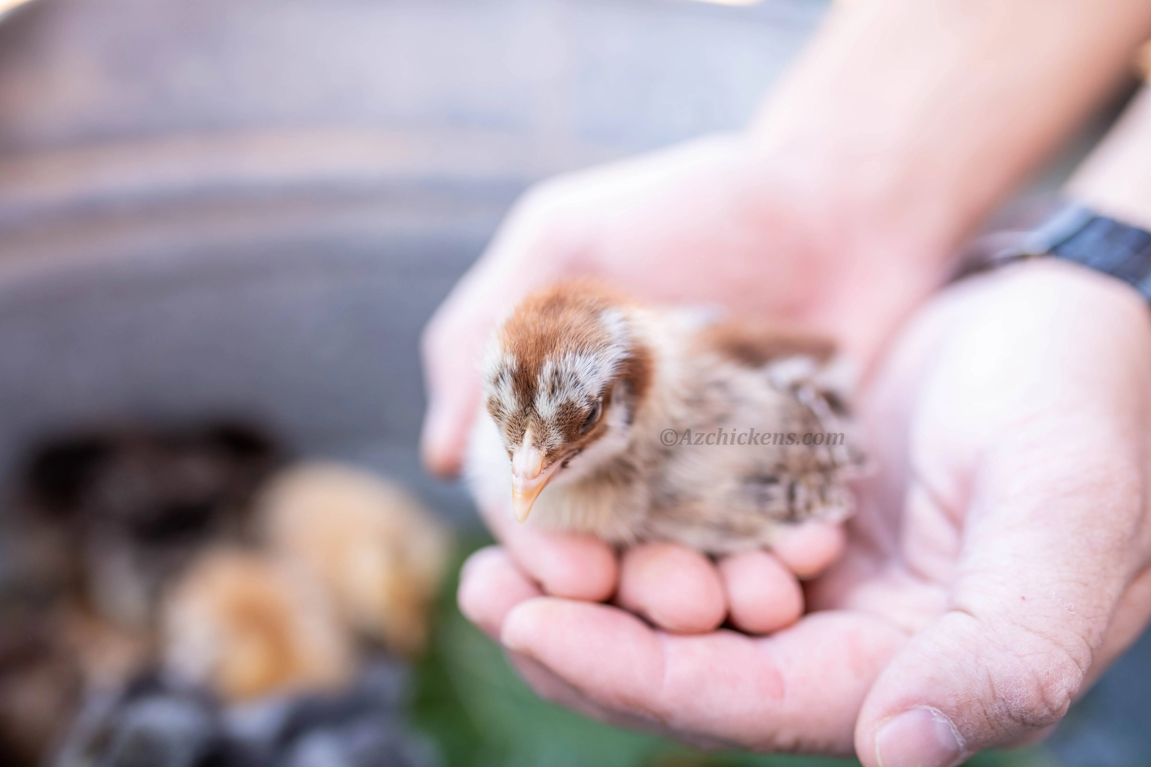 Easter Egger Chicks – Buy 10 + 5 Bonus Free (15 All-Female, Shipping Included) - Image 2