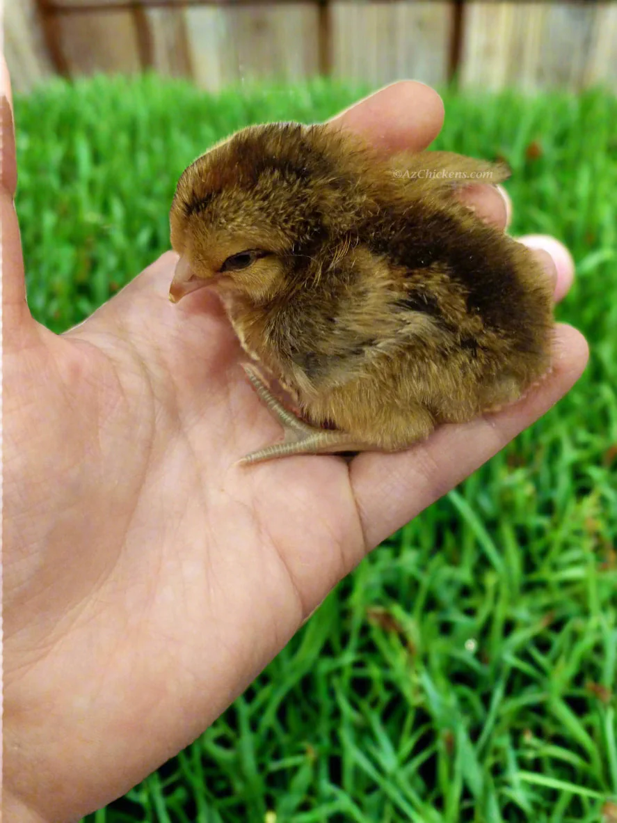 Easter Egger Chicks – Buy 10 + 5 Bonus Free (15 All-Female, Shipping Included) - Image 5