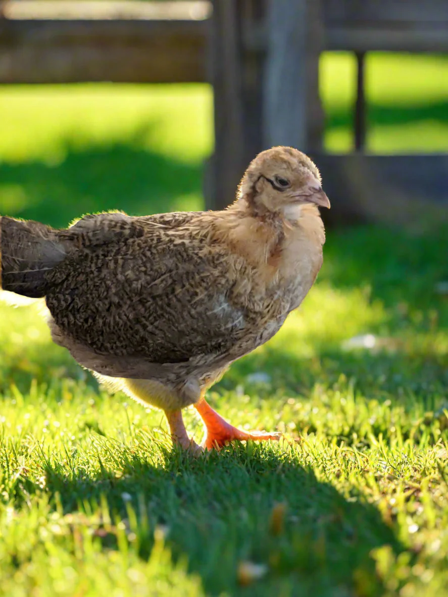 Easter Egger Chicks – Buy 10 + 5 Bonus Free (15 All-Female, Shipping Included) - Image 6