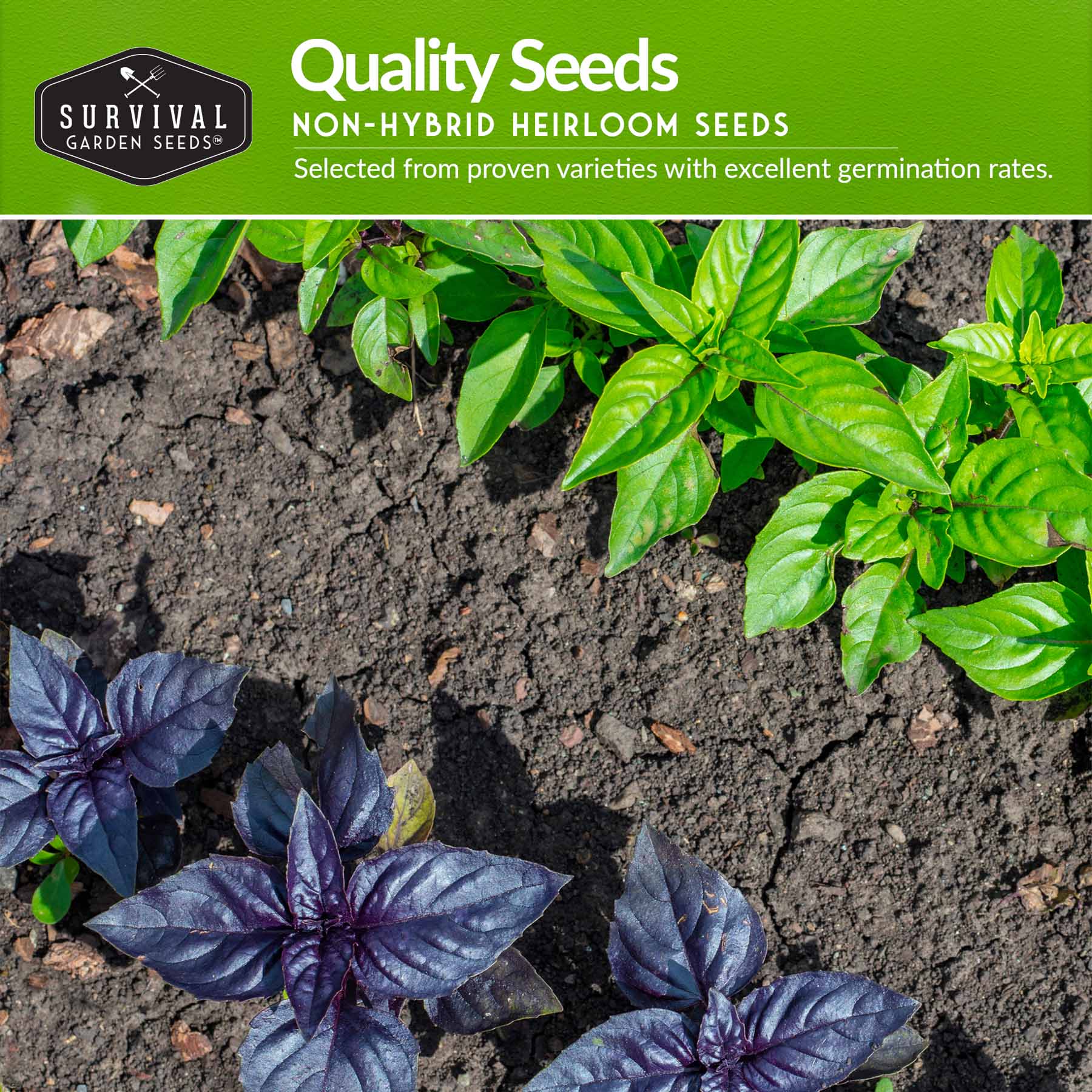 Easy-to-Grow Seed Collection – Beginner-Friendly Vegetables & Herbs for Quick, Reliable Harvests - Image 3