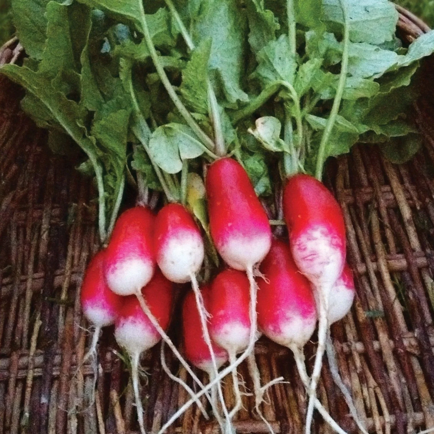 French Breakfast Radish - Image 2