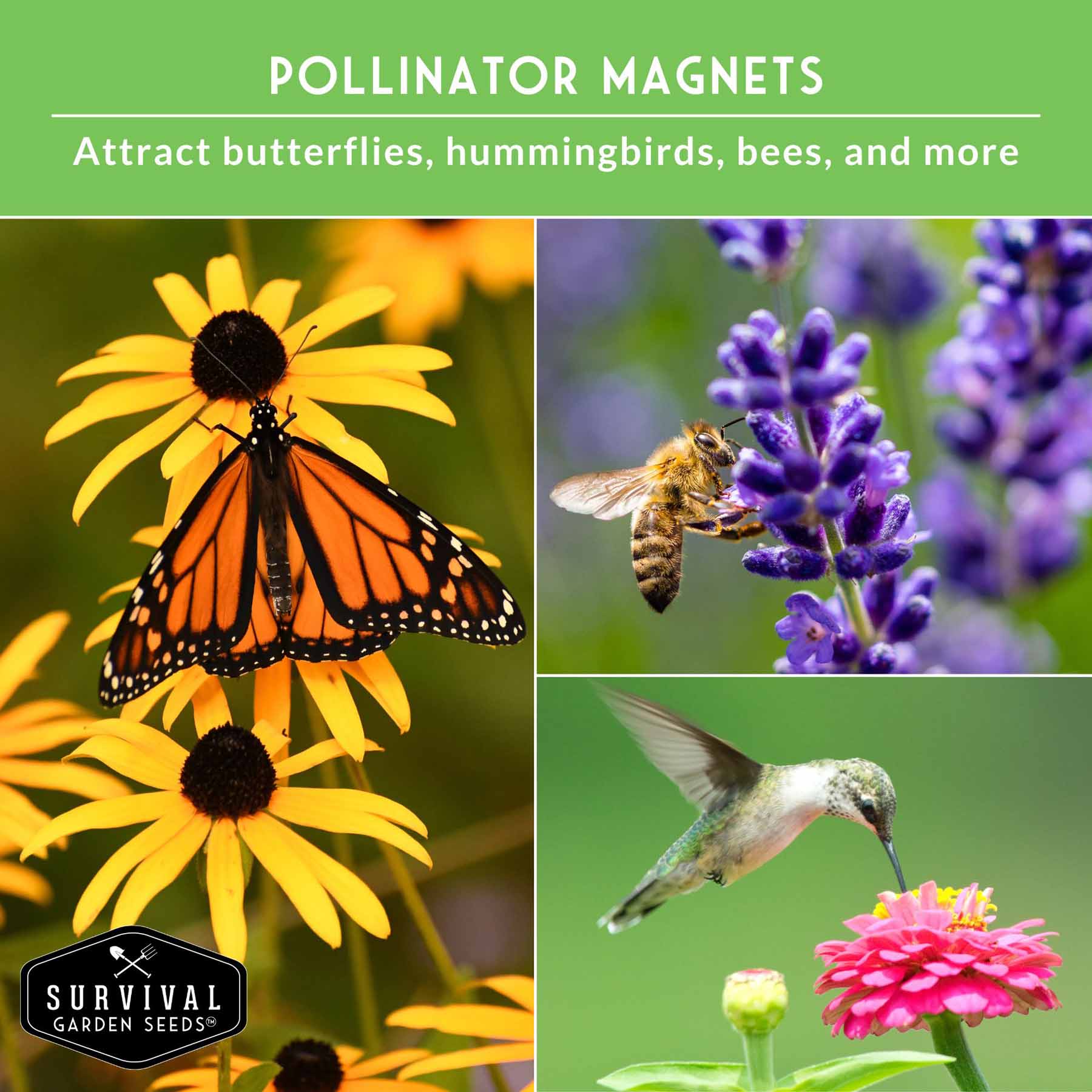 Functional Flower Garden Kit - 36 Seeds for Beauty, Bees & Wellness - Image 6