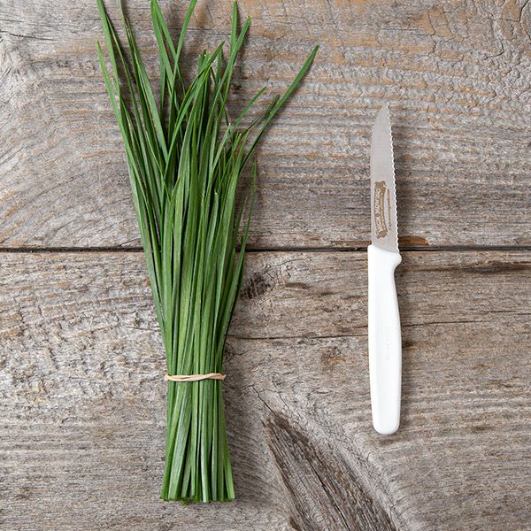 Garlic Chives - Image 2