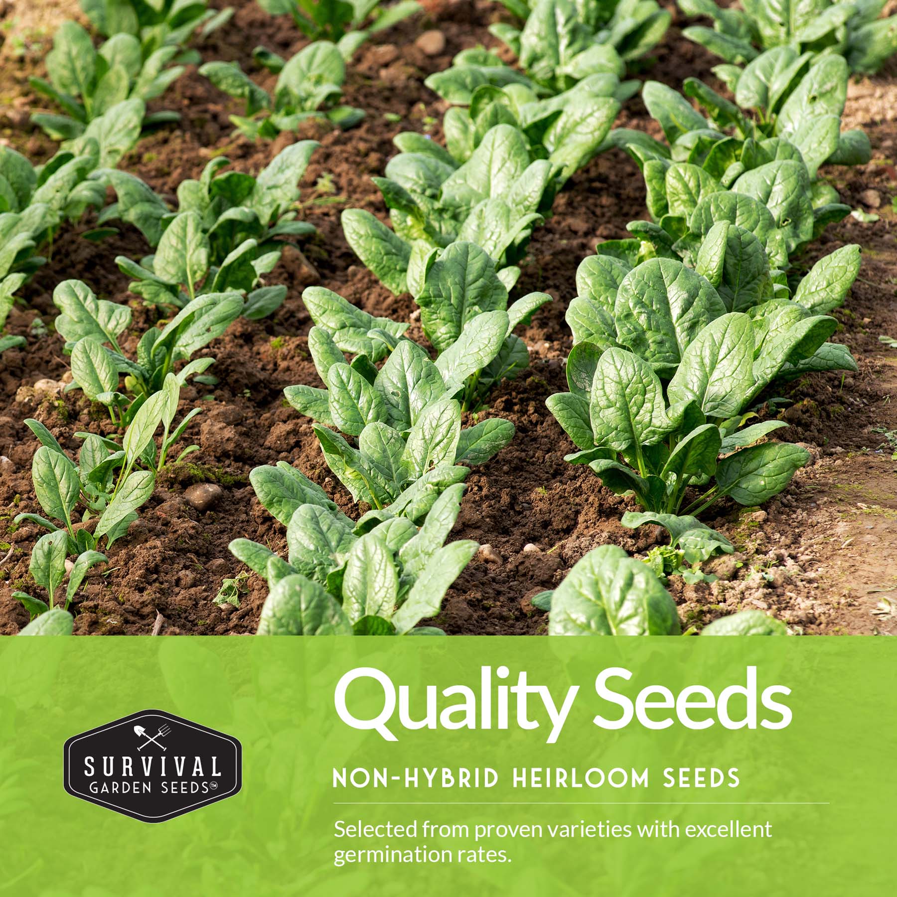 Greens Seeds Collection – 5 Heirloom Leafy Superfoods for Year-Round Growing Indoors or Outdoors - Image 3