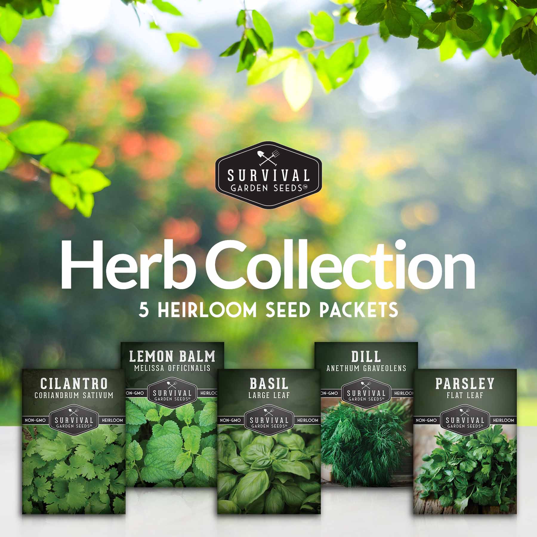 Herb Seeds Variety Pack – 5 Essential Culinary Herbs for Indoor or Outdoor Growing (Basil, Cilantro, Dill, Parsley & Lemon Balm) – Heirloom Non-GMO Garden Starter Kit - Image 2