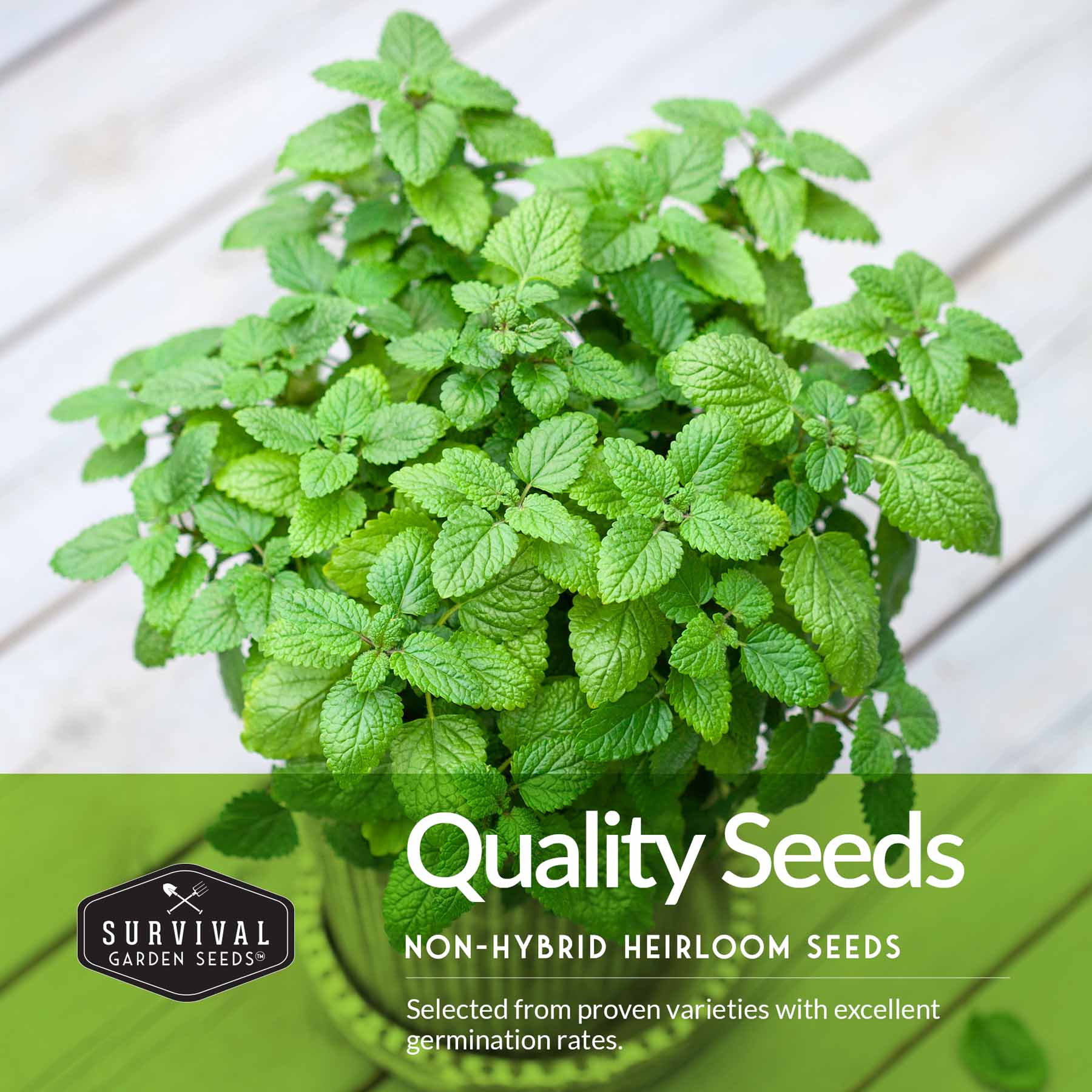 Herb Seeds Variety Pack – 5 Essential Culinary Herbs for Indoor or Outdoor Growing (Basil, Cilantro, Dill, Parsley & Lemon Balm) – Heirloom Non-GMO Garden Starter Kit - Image 3