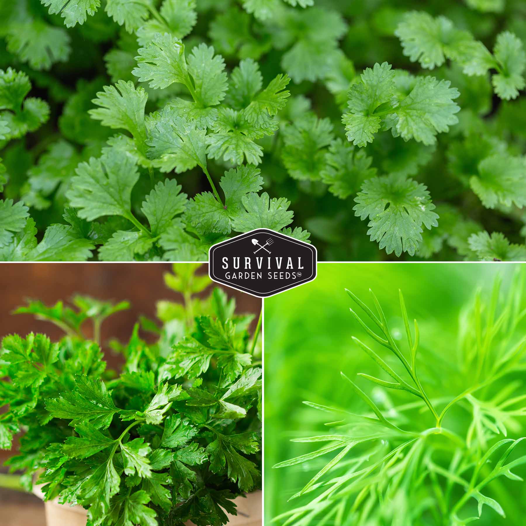Herb Seeds Variety Pack – 5 Essential Culinary Herbs for Indoor or Outdoor Growing (Basil, Cilantro, Dill, Parsley & Lemon Balm) – Heirloom Non-GMO Garden Starter Kit - Image 4