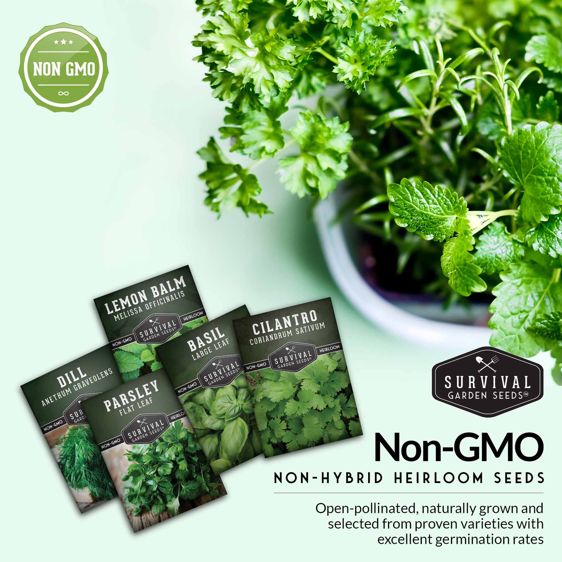 Herb Seeds Variety Pack – 5 Essential Culinary Herbs for Indoor or Outdoor Growing (Basil, Cilantro, Dill, Parsley & Lemon Balm) – Heirloom Non-GMO Garden Starter Kit - Image 7