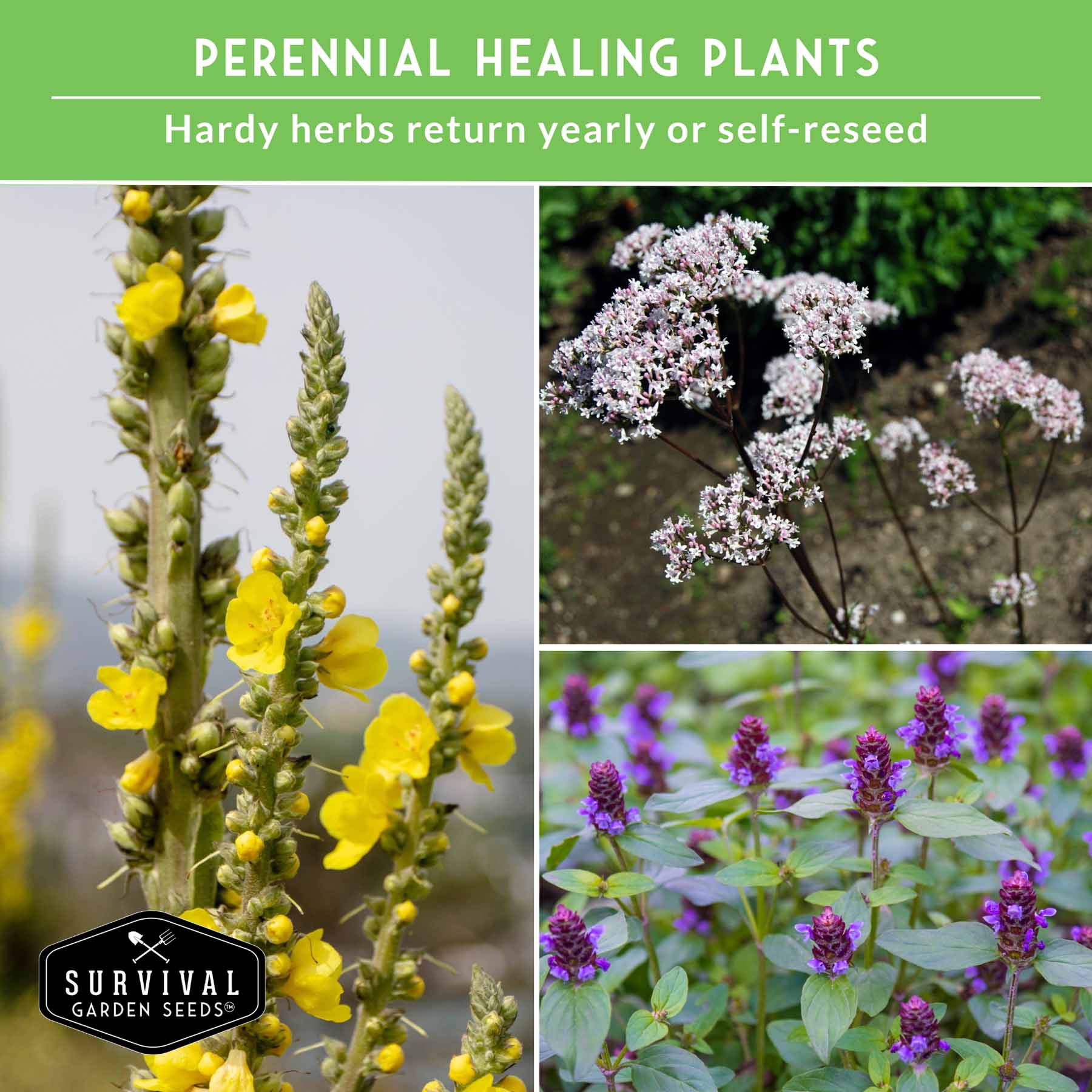 Herbalist Bundle – 7-Varieties of Heirloom Perennial & Biennial Healing Plants for Advanced Apothecary Gardens - Image 5