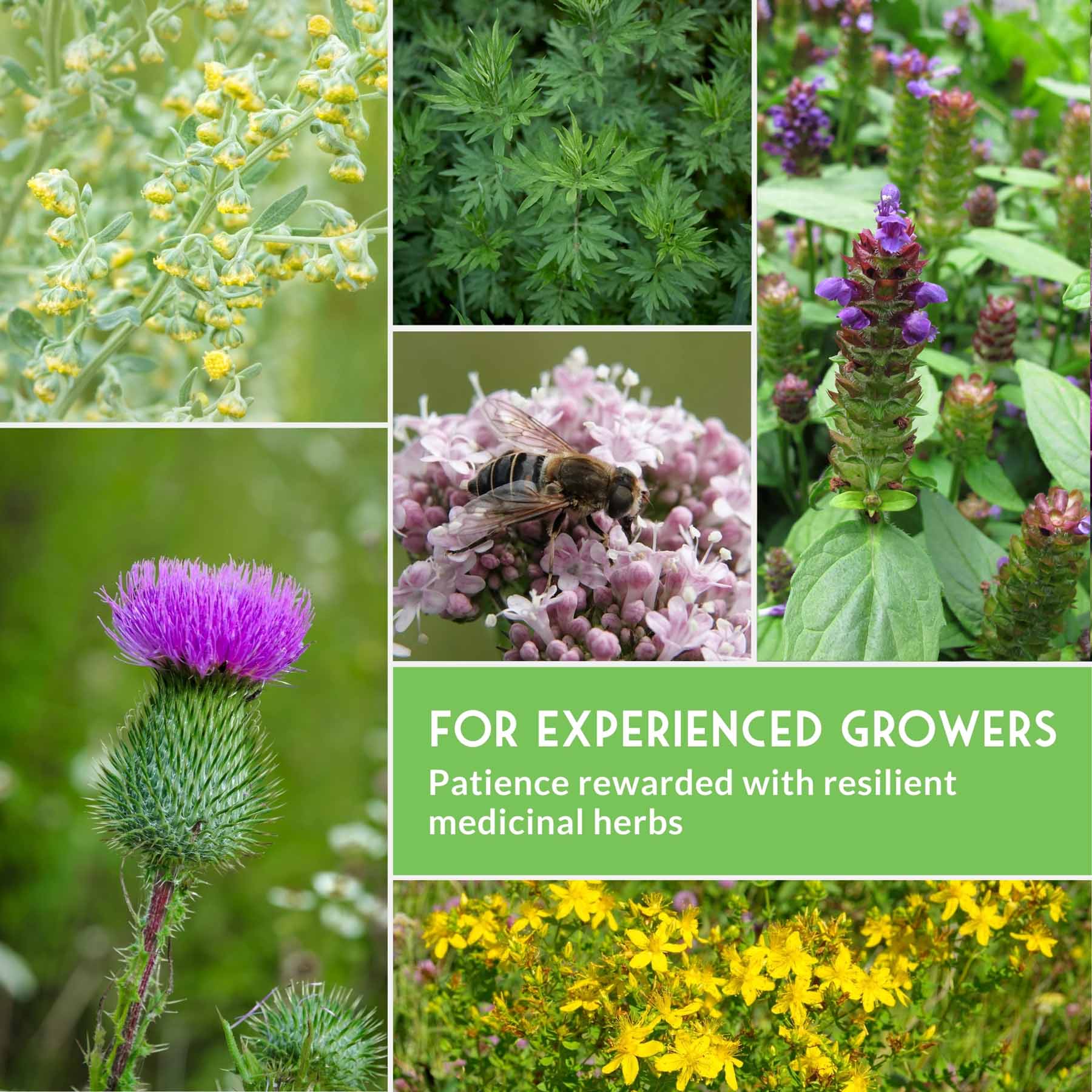 Herbalist Bundle – 7-Varieties of Heirloom Perennial & Biennial Healing Plants for Advanced Apothecary Gardens - Image 6
