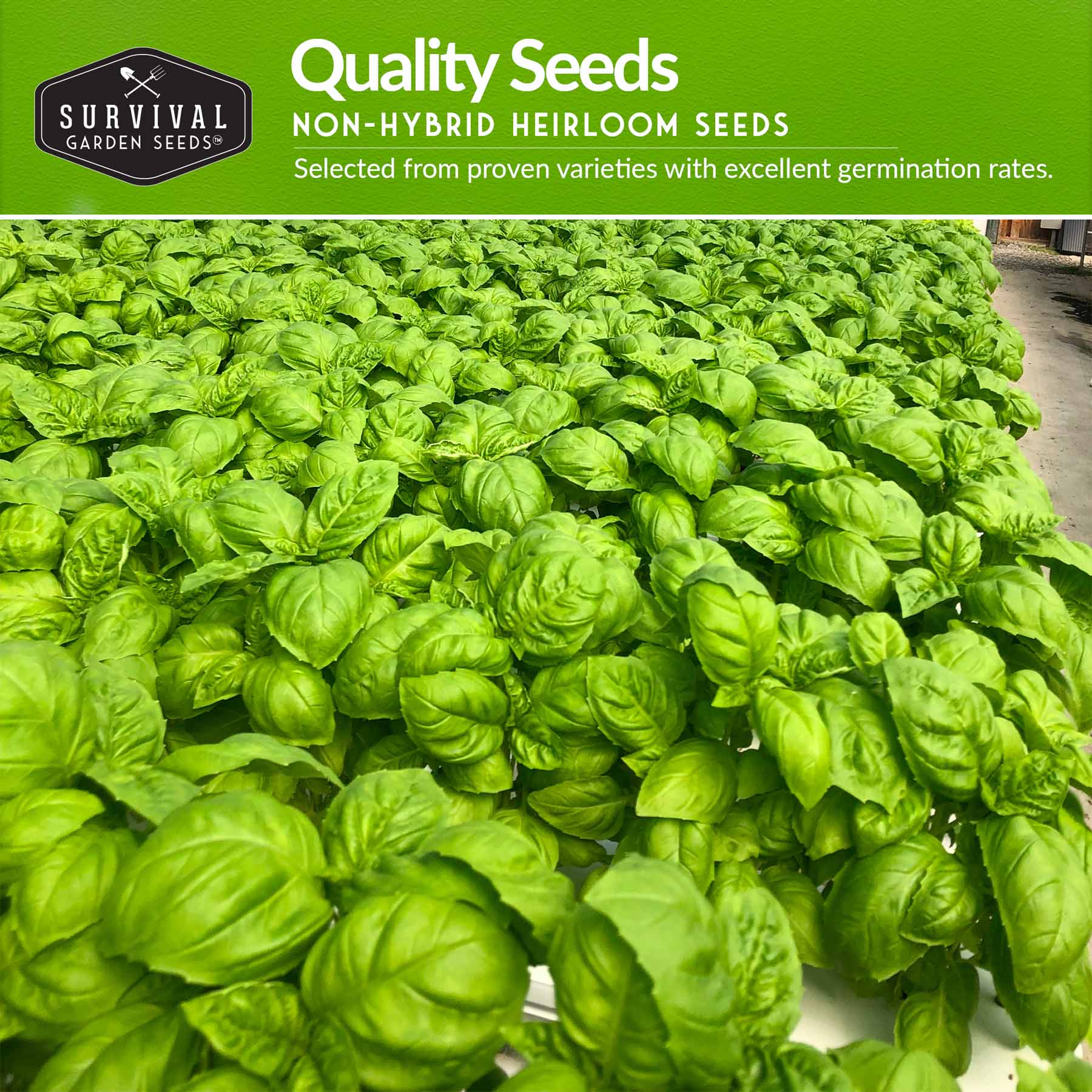 Indoor Herb Garden Hydroponic Seeds Collection – 6 Heirloom Non-GMO Culinary Herbs (Peppermint, Parsley, Cilantro, Basil, Chives & Sage) for Countertop, Tower & Year-Round Growing - Image 3
