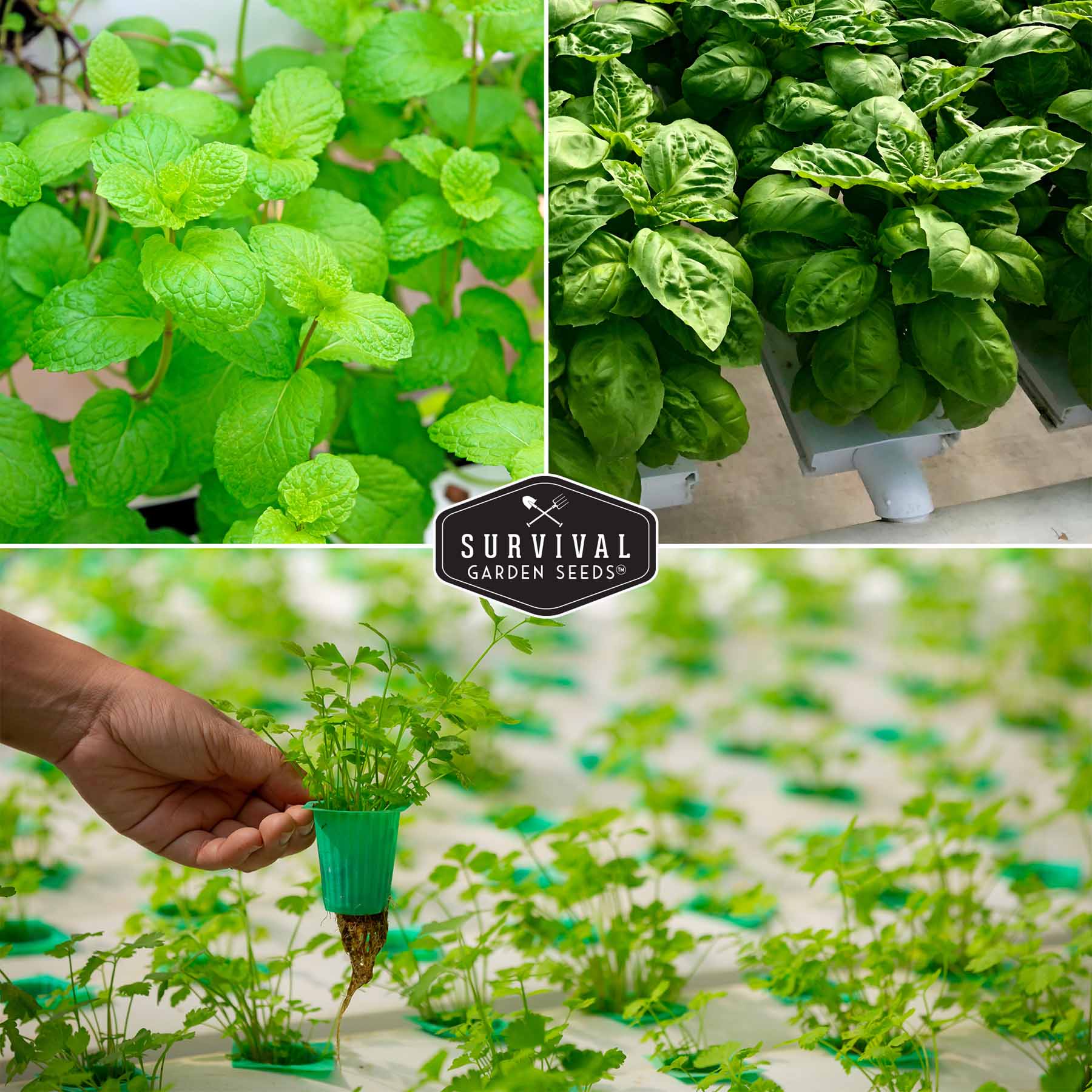 Indoor Herb Garden Hydroponic Seeds Collection – 6 Heirloom Non-GMO Culinary Herbs (Peppermint, Parsley, Cilantro, Basil, Chives & Sage) for Countertop, Tower & Year-Round Growing - Image 4