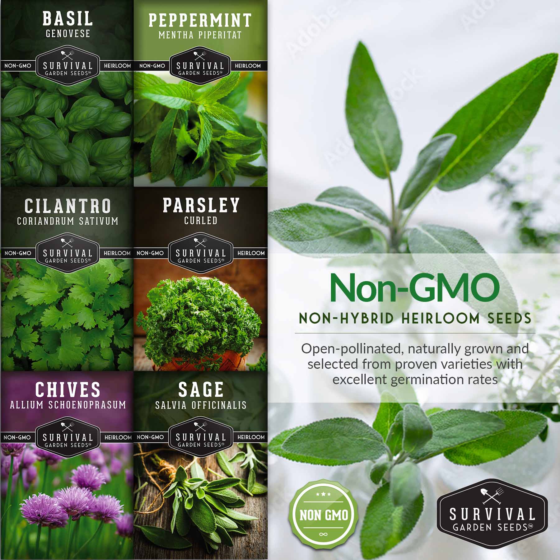 Indoor Herb Garden Hydroponic Seeds Collection – 6 Heirloom Non-GMO Culinary Herbs (Peppermint, Parsley, Cilantro, Basil, Chives & Sage) for Countertop, Tower & Year-Round Growing - Image 5