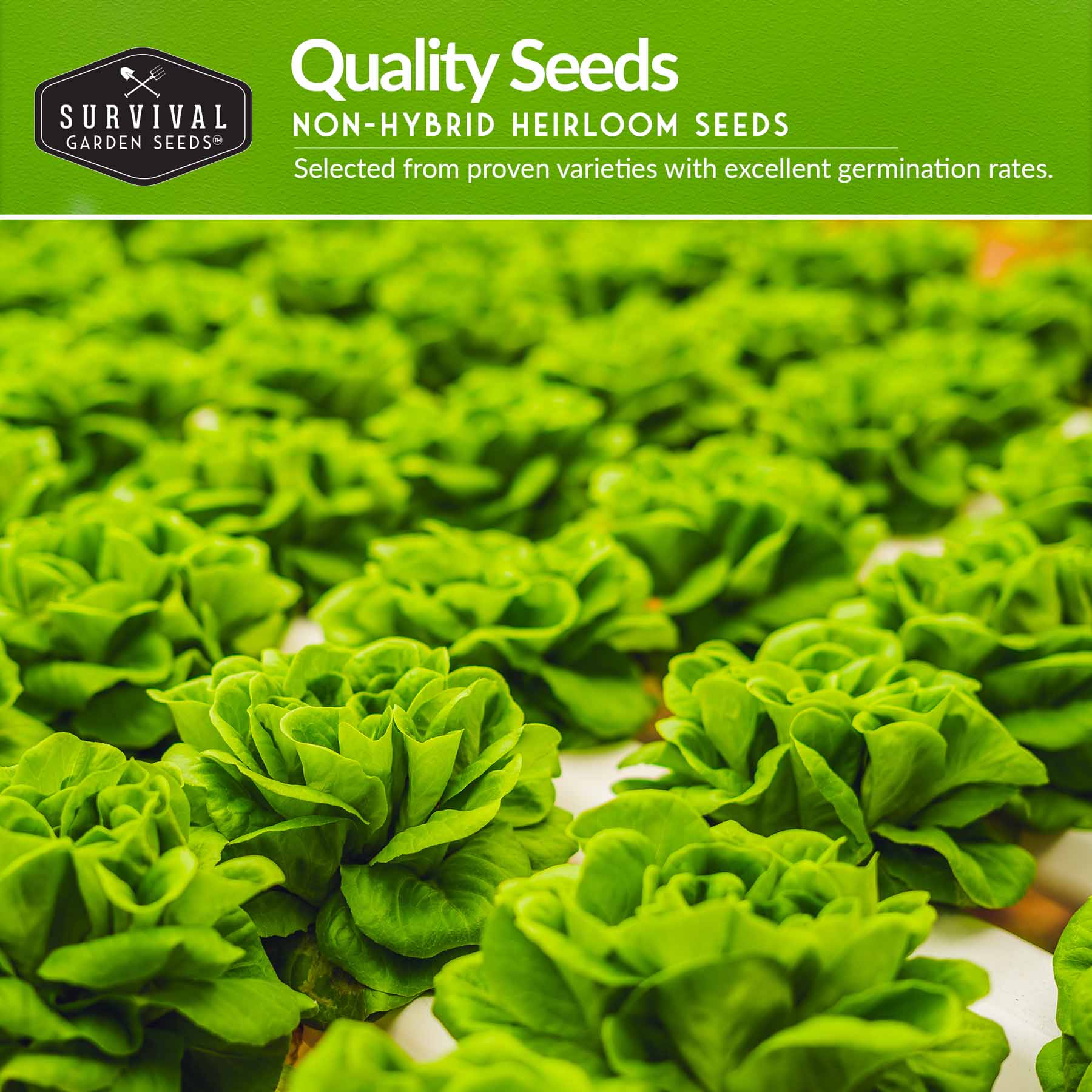 Hydroponic Vegetable Seeds Kit – 6 Heirloom Leafy Greens for Aerogardens, Towers & Indoor Year-Round Growing - Image 3
