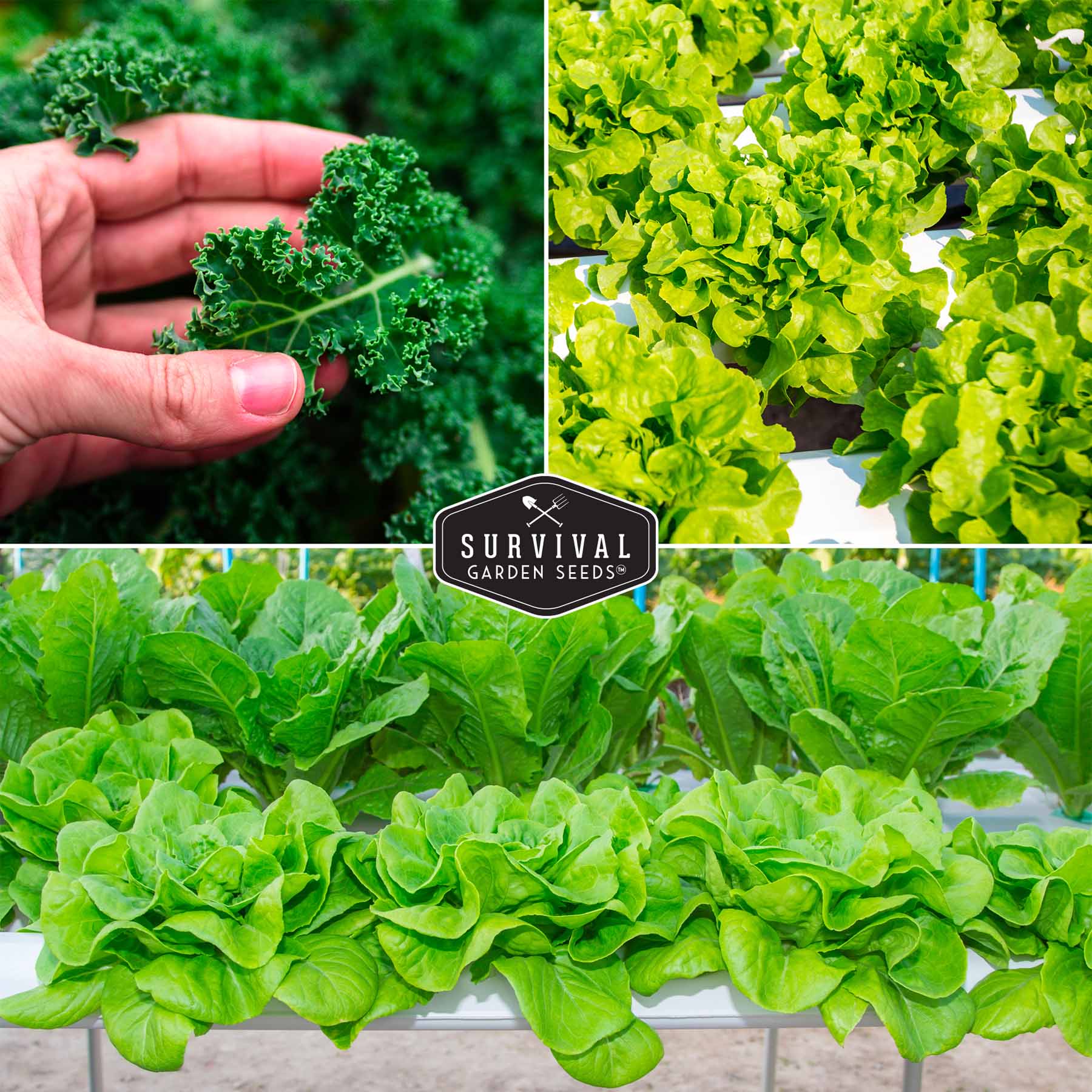 Hydroponic Vegetable Seeds Kit – 6 Heirloom Leafy Greens for Aerogardens, Towers & Indoor Year-Round Growing - Image 4