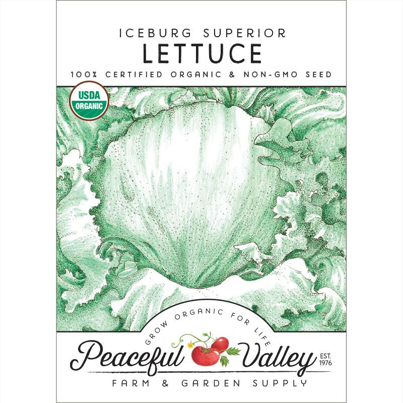 Iceberg Superior Lettuce Seeds (Organic) - Image 2