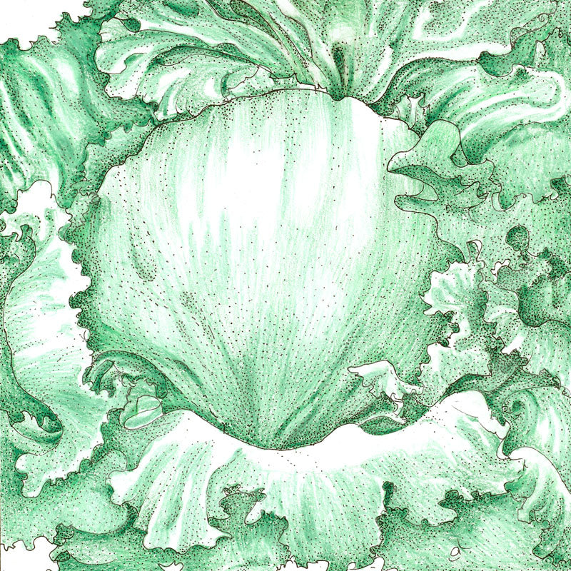 Iceberg Superior Lettuce Seeds (Organic) - Image 3