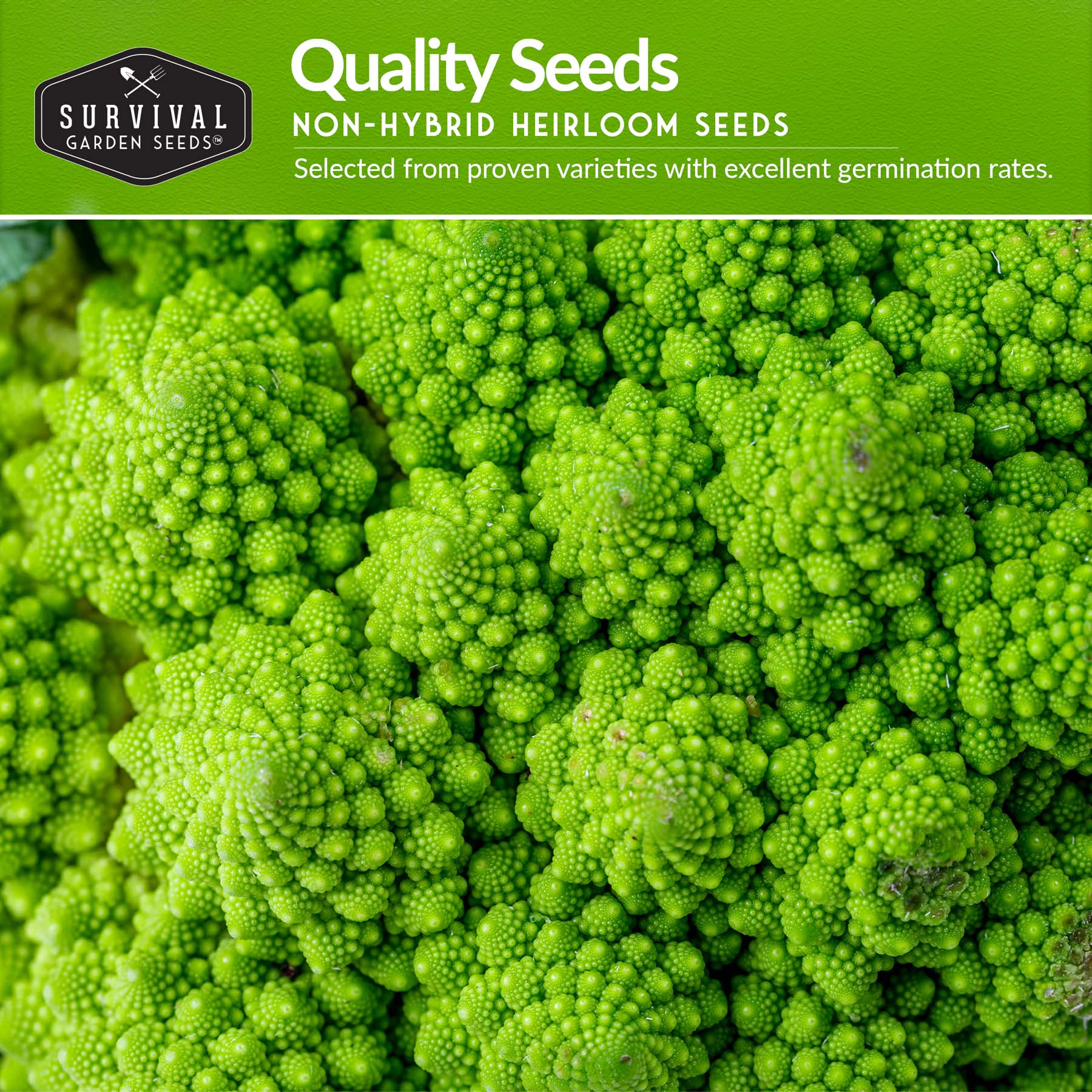 Italian Seed Collection – Classic Heirloom Vegetables for Authentic Flavor and Productive Home Gardens - Image 3