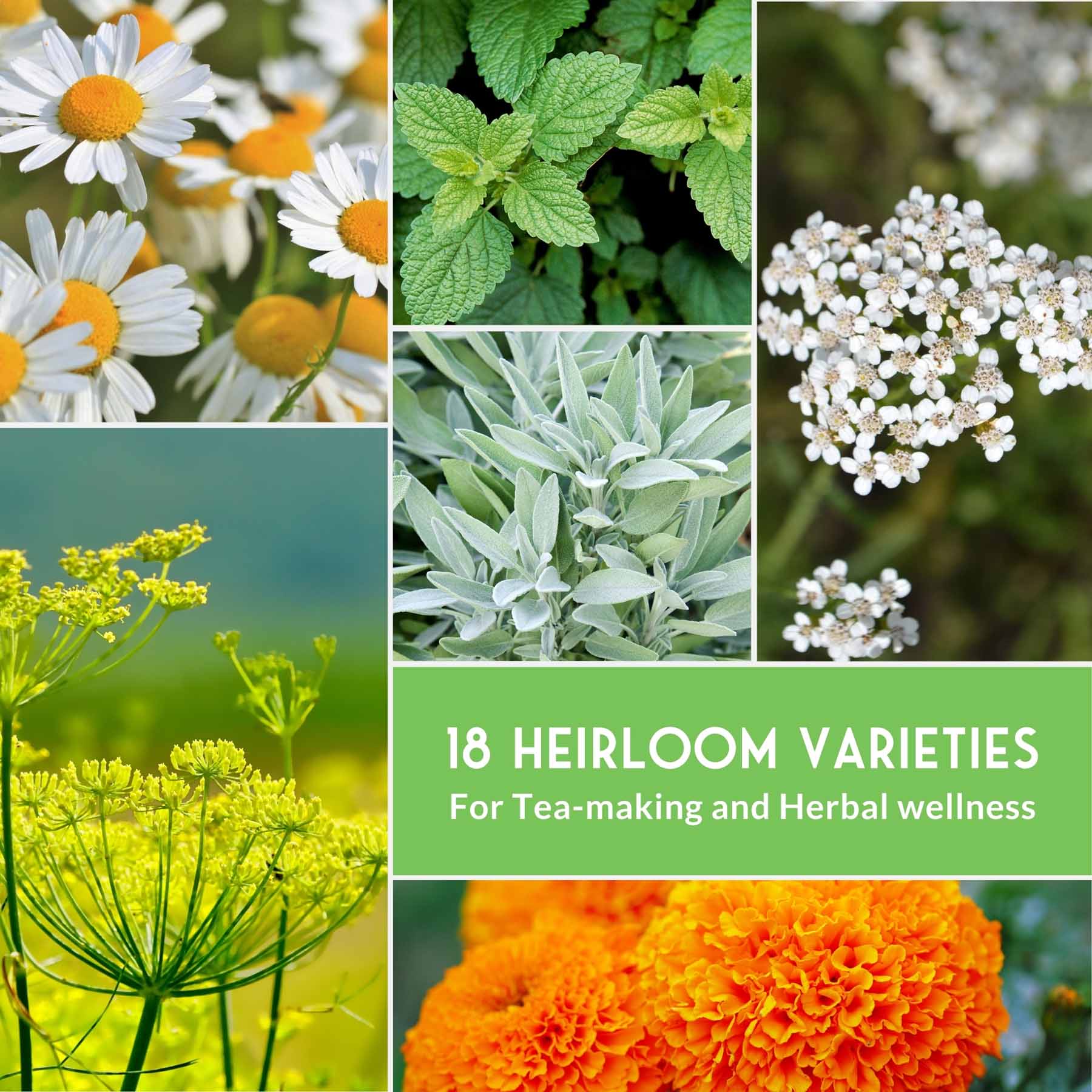 Medicinal Herb Seeds Collection – 18 Heirloom Non-GMO Herbs for Wellness, Tea & Home Apothecary Gardens (Lavender, Chamomile, Echinacea, Peppermint, Sage & More) - Image 3