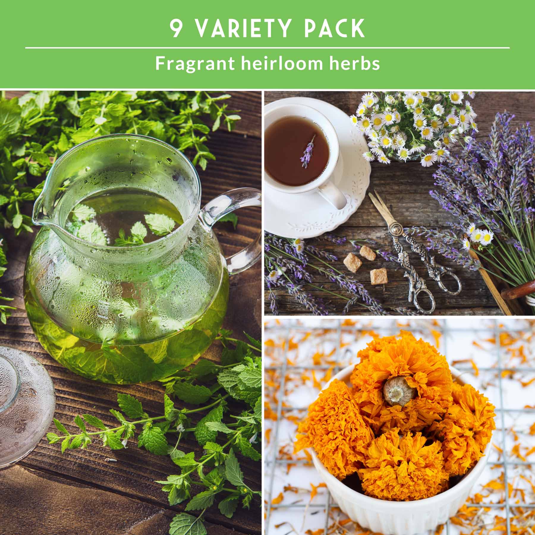 Medicinal Tea Herb Seeds Collection – 9 Heirloom Non-GMO Herbs for Calming Teas, Wellness & Home Apothecary Gardens (Chamomile, Lavender, Peppermint, Sage & More) - Image 4