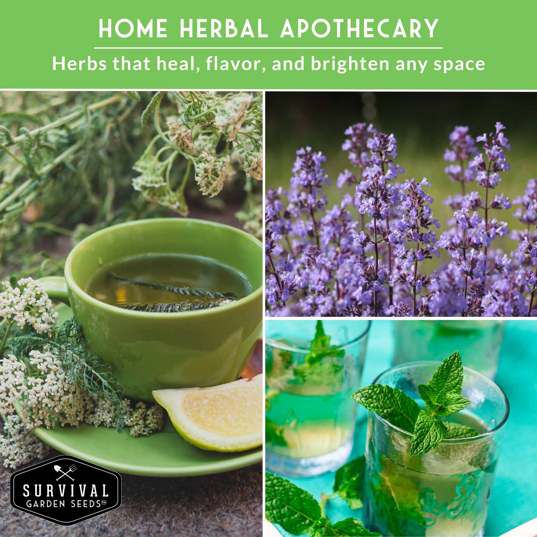 Medicinal Tea Herb Seeds Collection – 9 Heirloom Non-GMO Herbs for Calming Teas, Wellness & Home Apothecary Gardens (Chamomile, Lavender, Peppermint, Sage & More) - Image 5