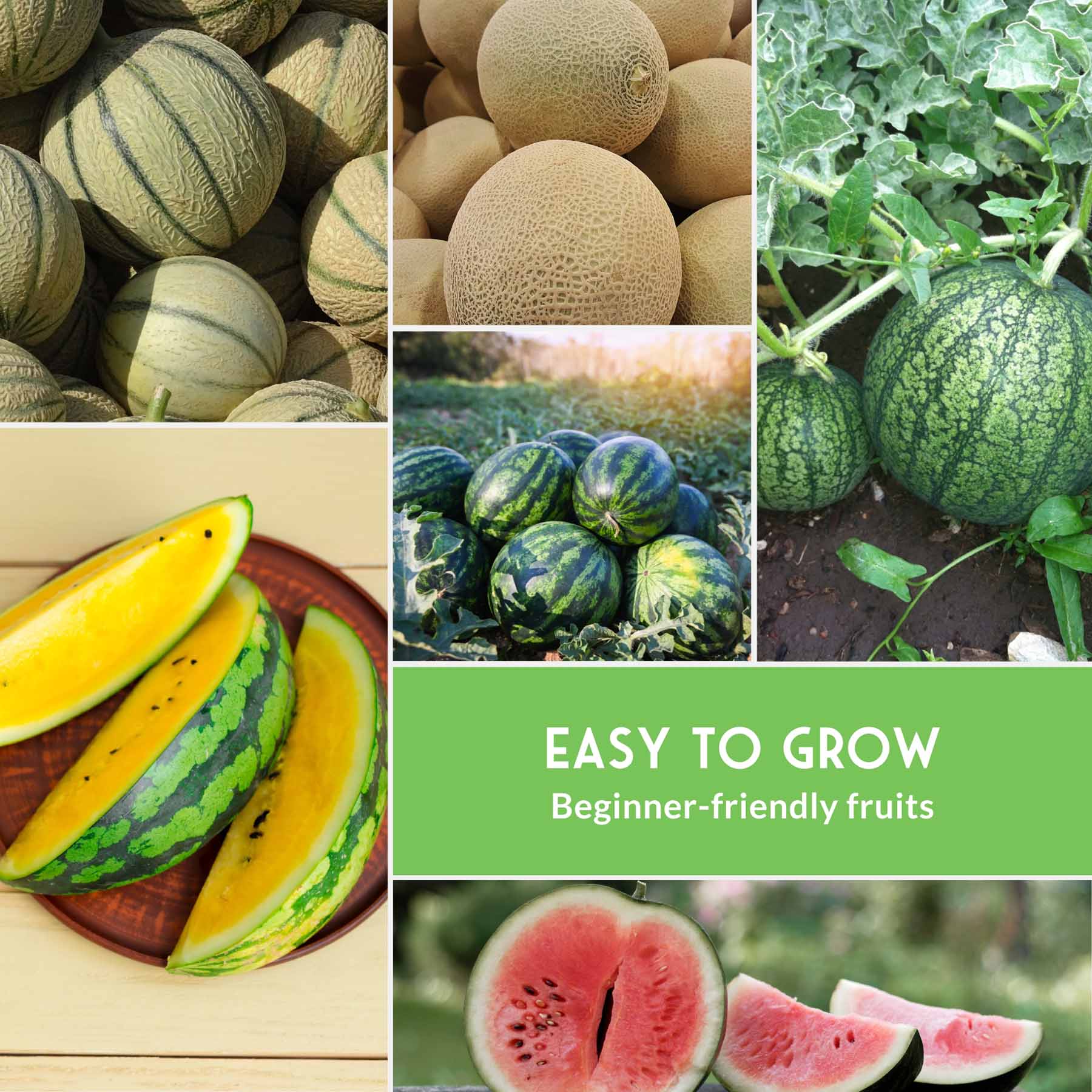 Melon Seed Collection – 6 Heirloom Varieties of Watermelon, Cantaloupe & Honeydew for High-Yield Summer Gardens - Image 6