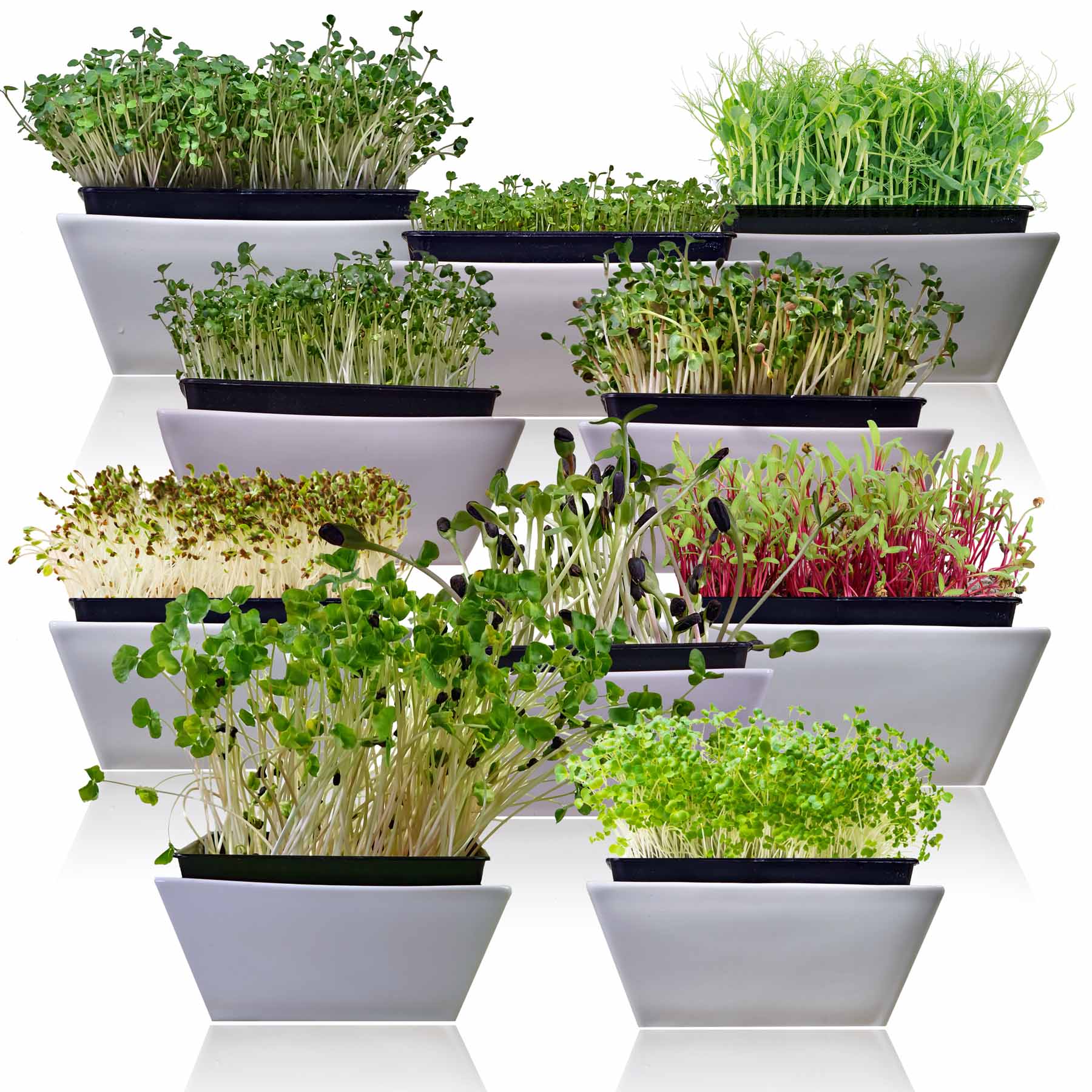 10-Variety Heirloom Microgreen Seed Pack – Non-GMO Seeds for Indoor Growing, Sprouting & Year-Round Nutrition - Image 2
