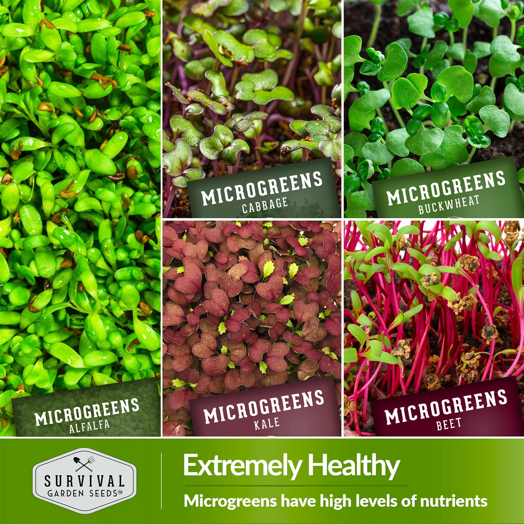 10-Variety Heirloom Microgreen Seed Pack – Non-GMO Seeds for Indoor Growing, Sprouting & Year-Round Nutrition - Image 4