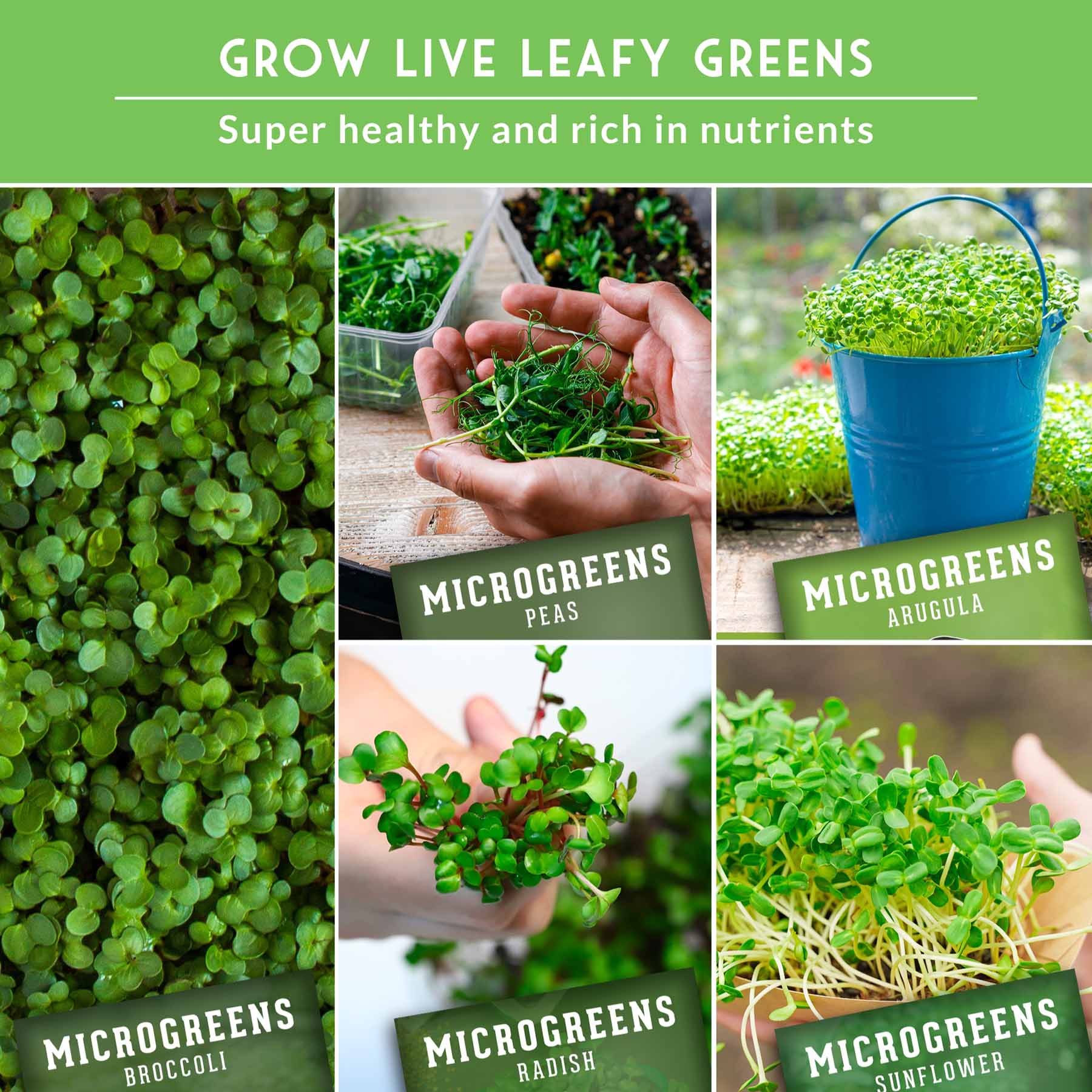 10-Variety Heirloom Microgreen Seed Pack – Non-GMO Seeds for Indoor Growing, Sprouting & Year-Round Nutrition - Image 5