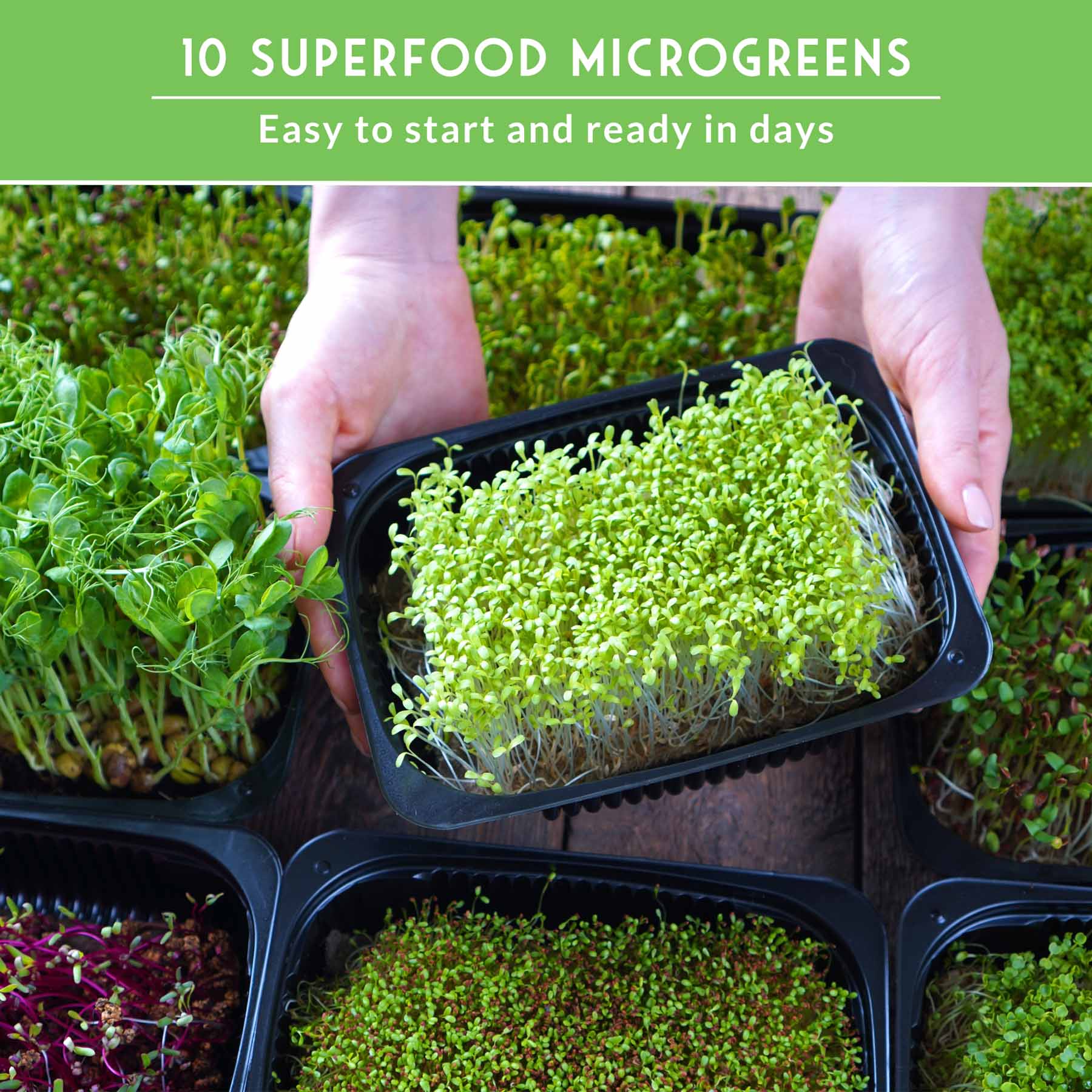 10-Variety Heirloom Microgreen Seed Pack – Non-GMO Seeds for Indoor Growing, Sprouting & Year-Round Nutrition - Image 6