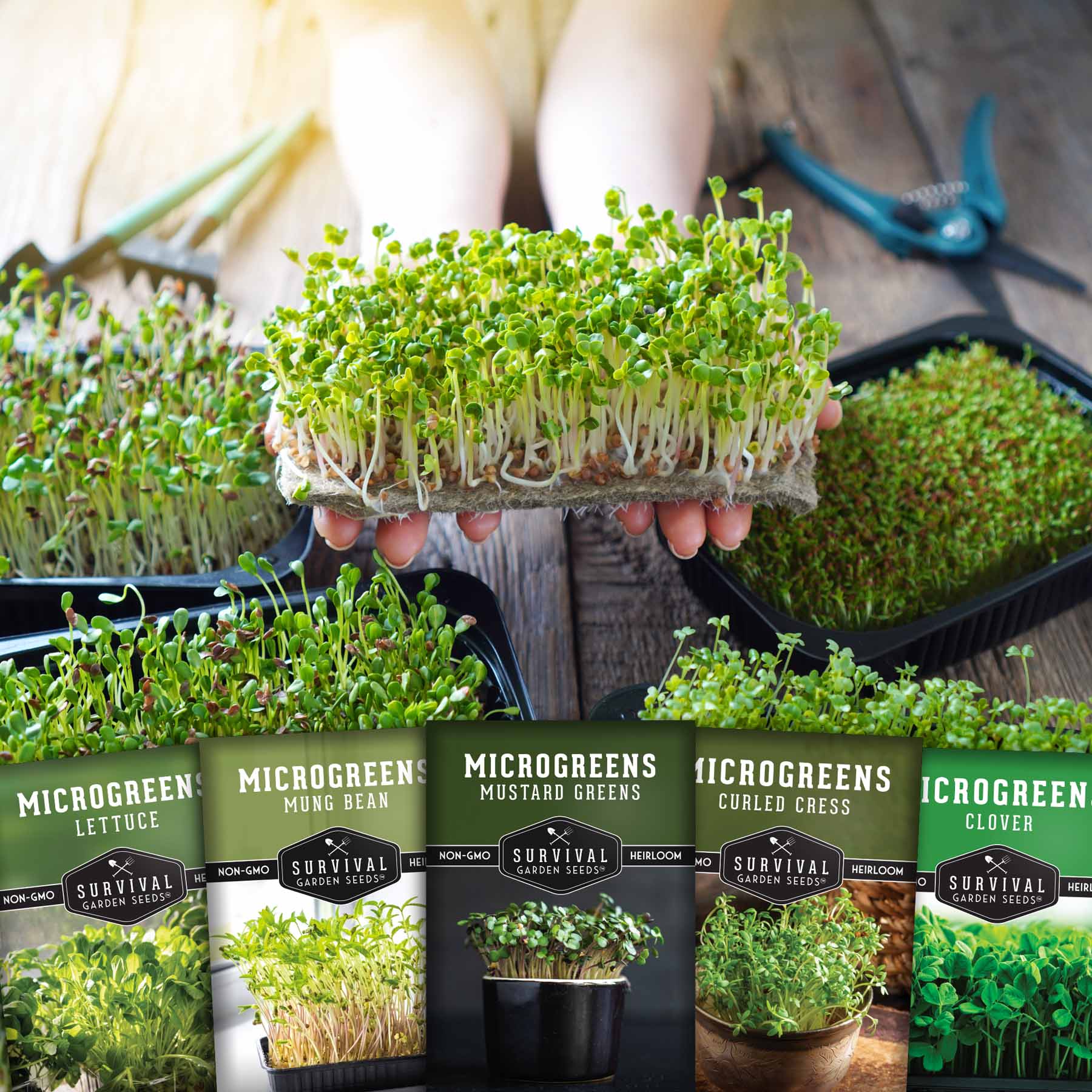 Microgreens Seeds Variety Pack – 5 Heirloom Non-GMO Microgreen Seed Packs for Indoor Growing & Sprouting - Image 4