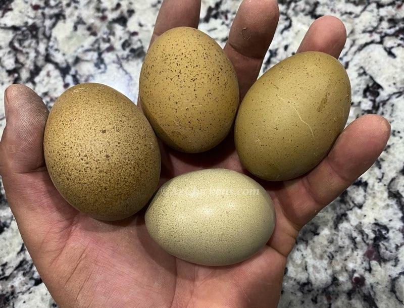 Moss & Olive Egger Chicks – Buy 10 + 5 Bonus Free (15 St. Run Chicks, Shipping Included) - Image 2