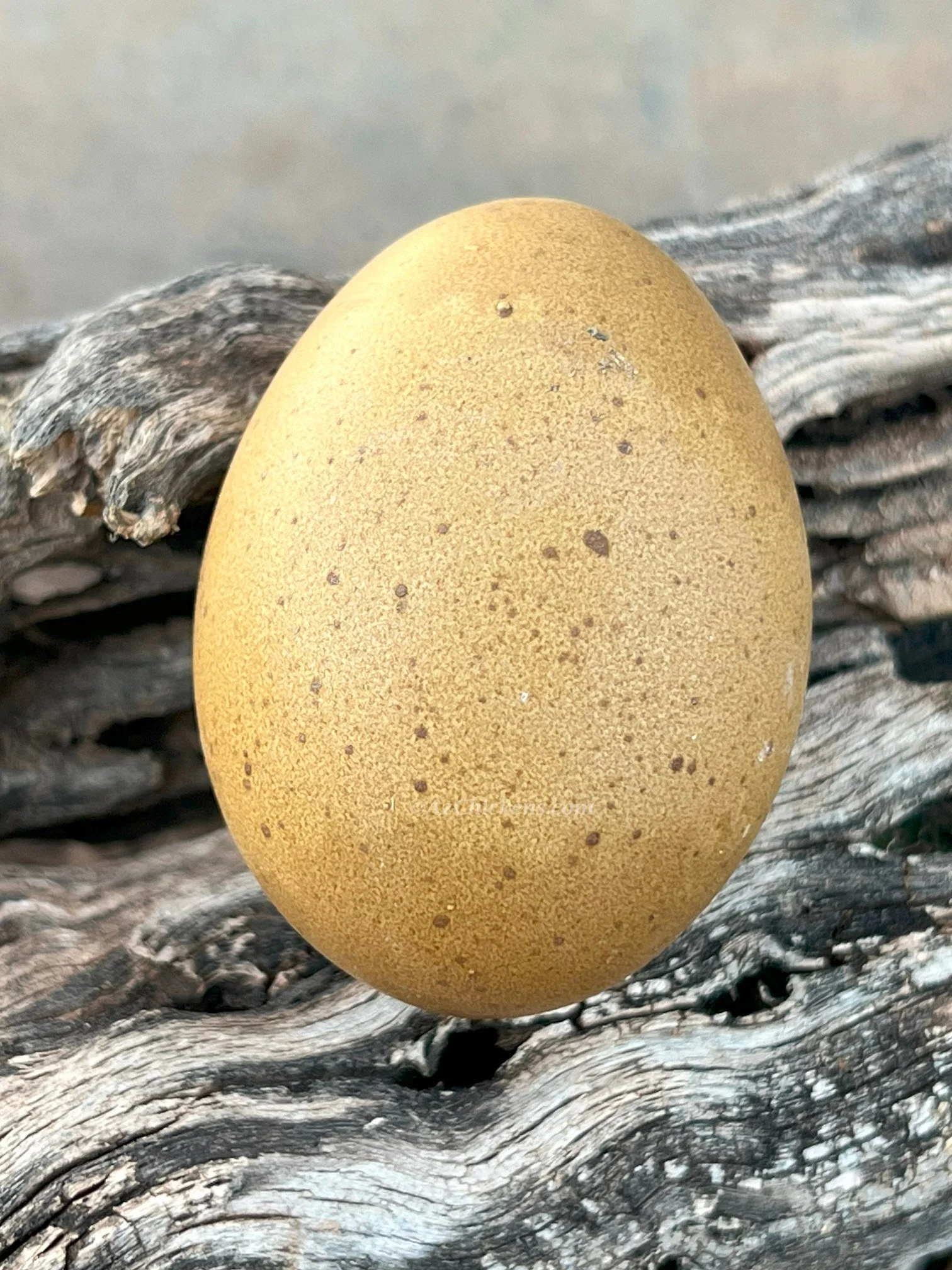 Moss & Olive Egger Chicks – Buy 10 + 5 Bonus Free (15 St. Run Chicks, Shipping Included) - Image 3