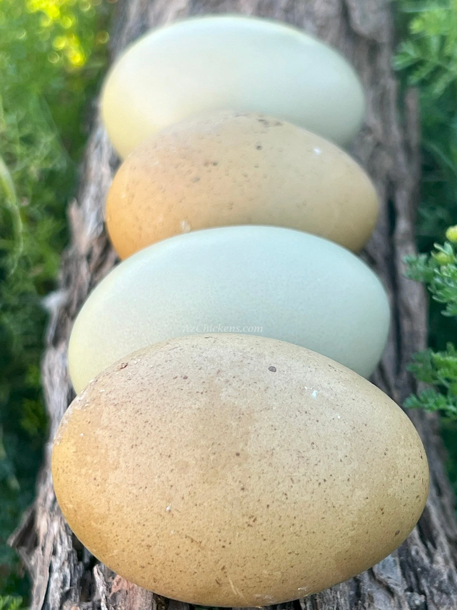 Moss & Olive Egger Chicks – Buy 10 + 5 Bonus Free (15 St. Run Chicks, Shipping Included) - Image 5