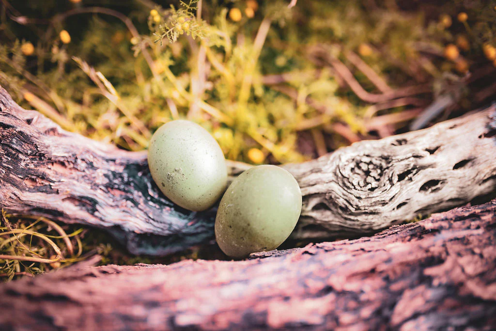 Moss & Olive Egger Chicks – Buy 10 + 5 Bonus Free (15 St. Run Chicks, Shipping Included) - Image 7
