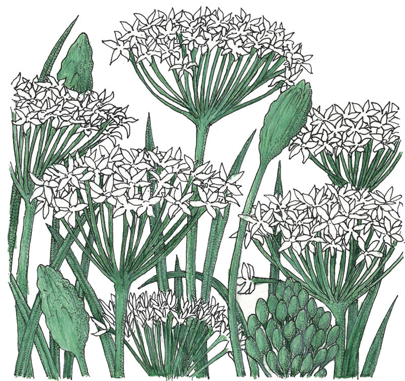 Organic Chives, Garlic - Image 3