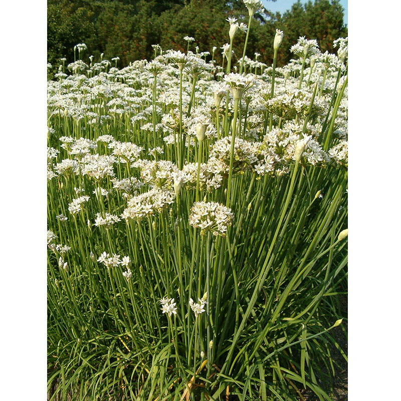 Organic Chives, Garlic - Image 4
