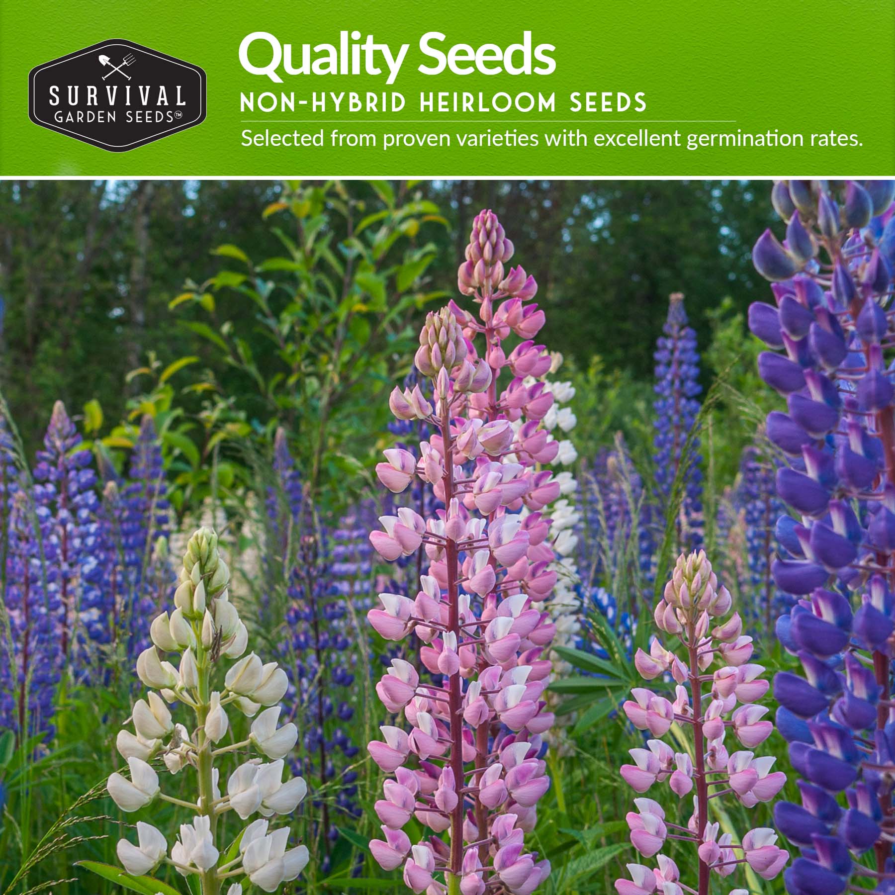 Perennial Flower Seed Collection – Non-GMO Heirloom Blooms for Pollinator Gardens, Borders & Year-Round Color - Image 3