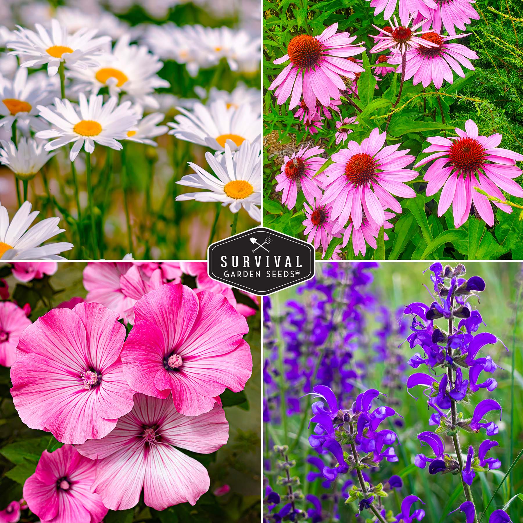 Perennial Flower Seed Collection – Non-GMO Heirloom Blooms for Pollinator Gardens, Borders & Year-Round Color - Image 4