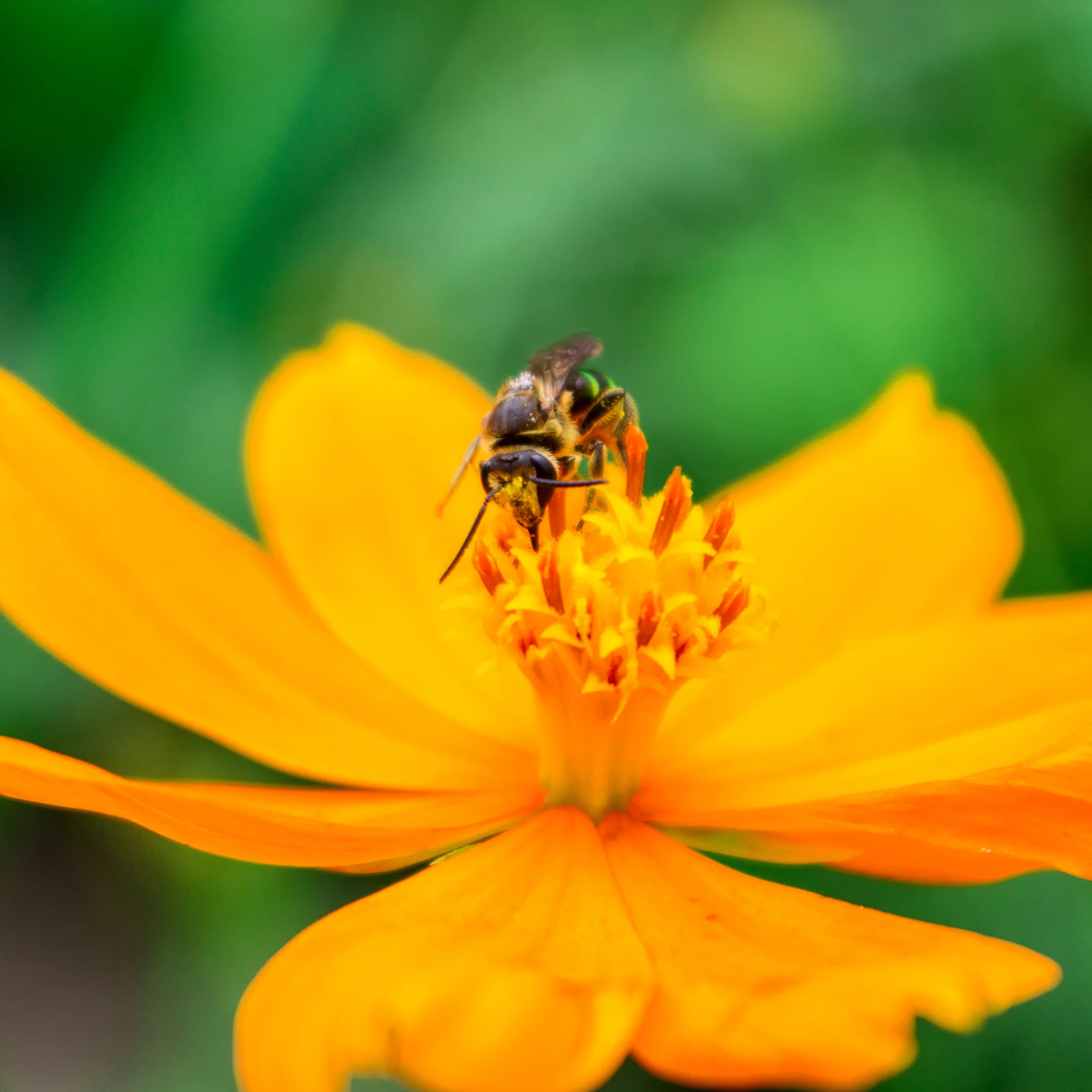 Pollinator Power Vault Heirloom Seeds - Image 3