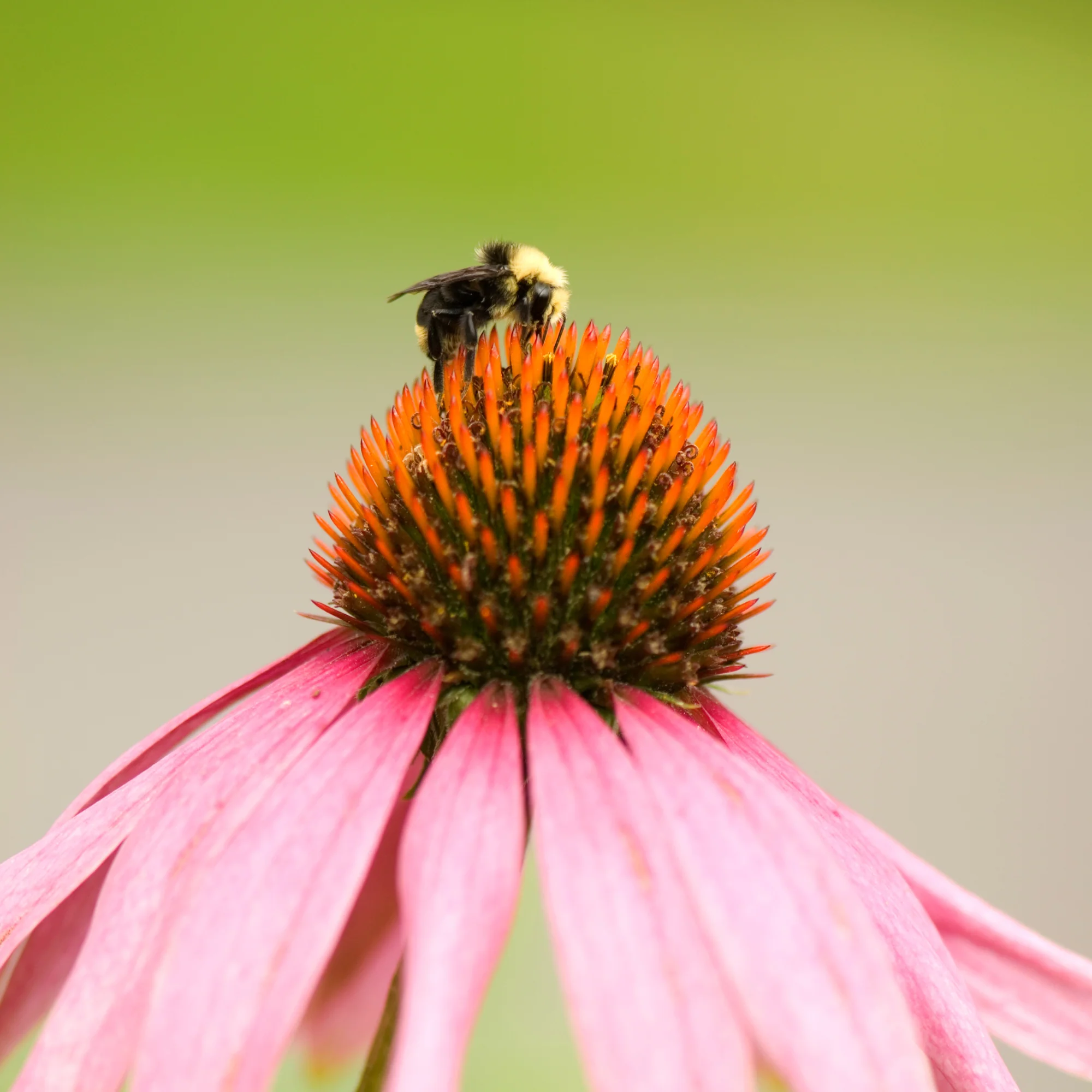 Pollinator Power Vault Heirloom Seeds - Image 4