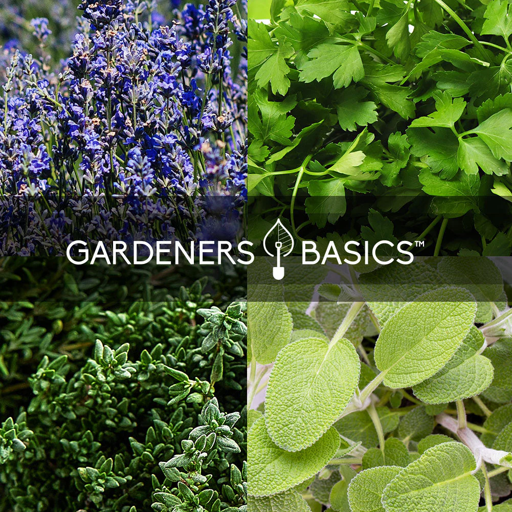 Popular Herb Seeds for Planting | 35 Variety Pack - Image 7