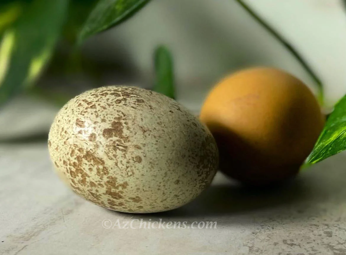 Rainbow Egg Assortment – Buy 10 + 5 Bonus Free (15 Female Chicks, Shipping Included) - Image 10